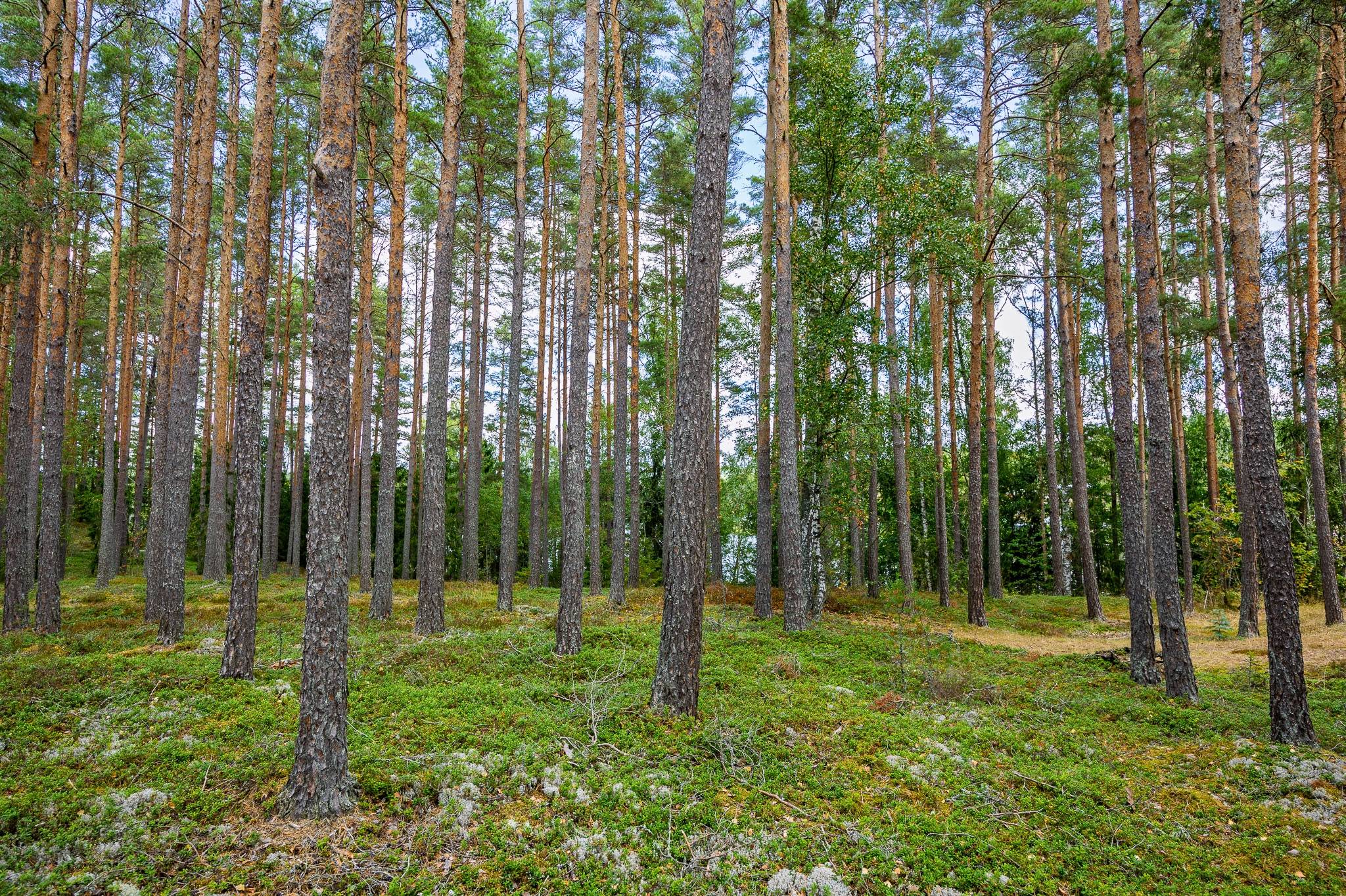 Tomt på Spilhammarvägen 19 Mariannelund Eksjö kommun - bild 4