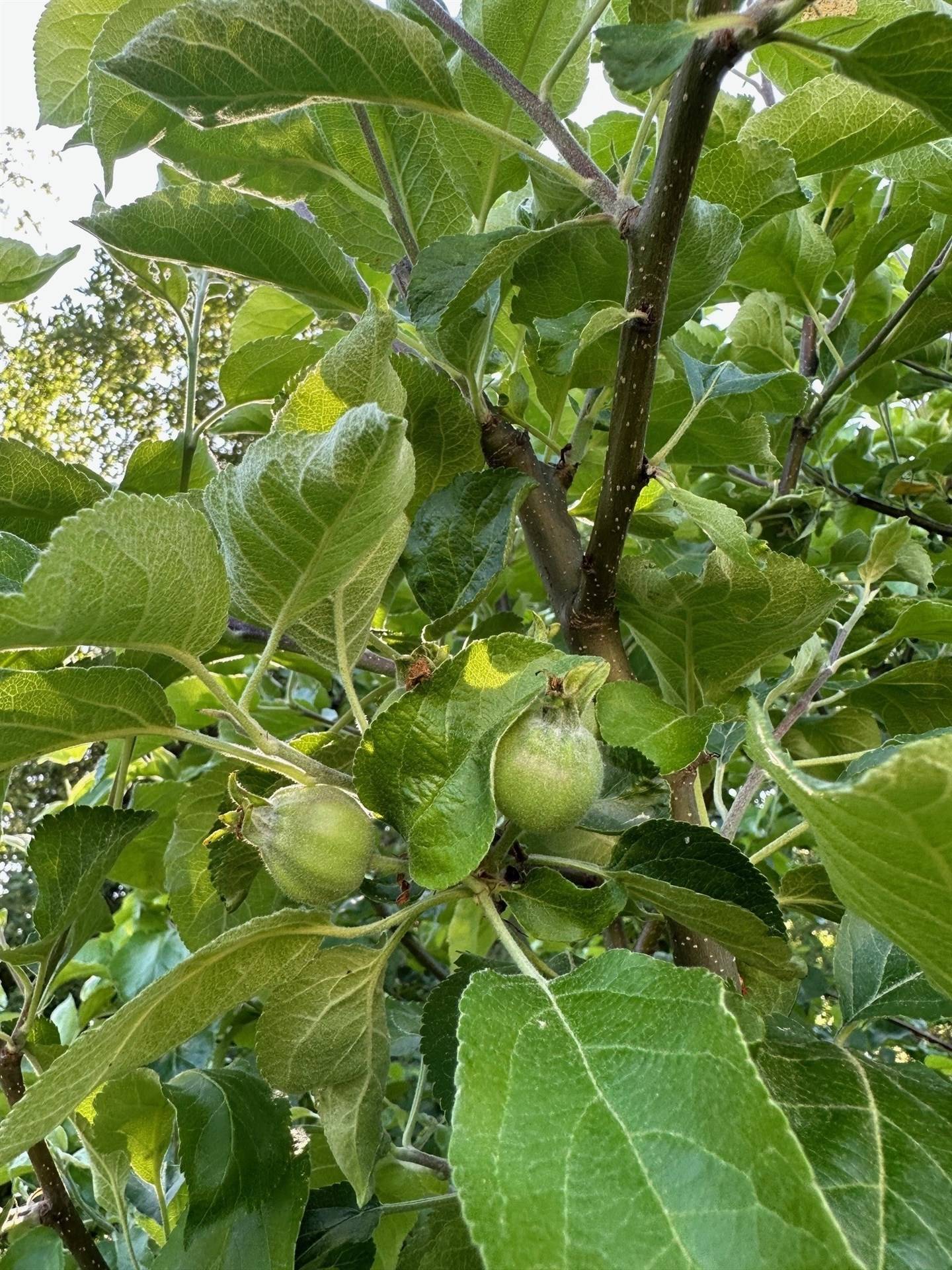 5 rum Villa på Trädgårdsmästarens väg 3 Gräddö Norrtälje kommun - bild 43