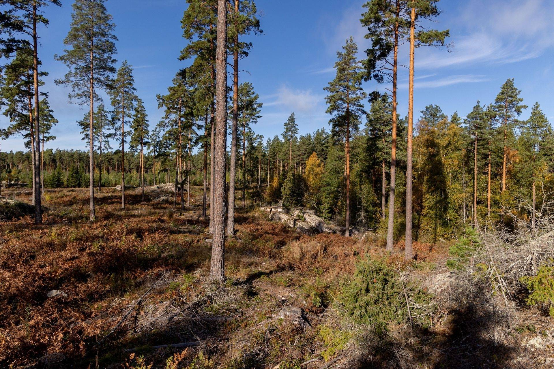 gård med skogsbruk på Vena-Boda 1:3 Boda, Hultsfreds kommun - bild 3