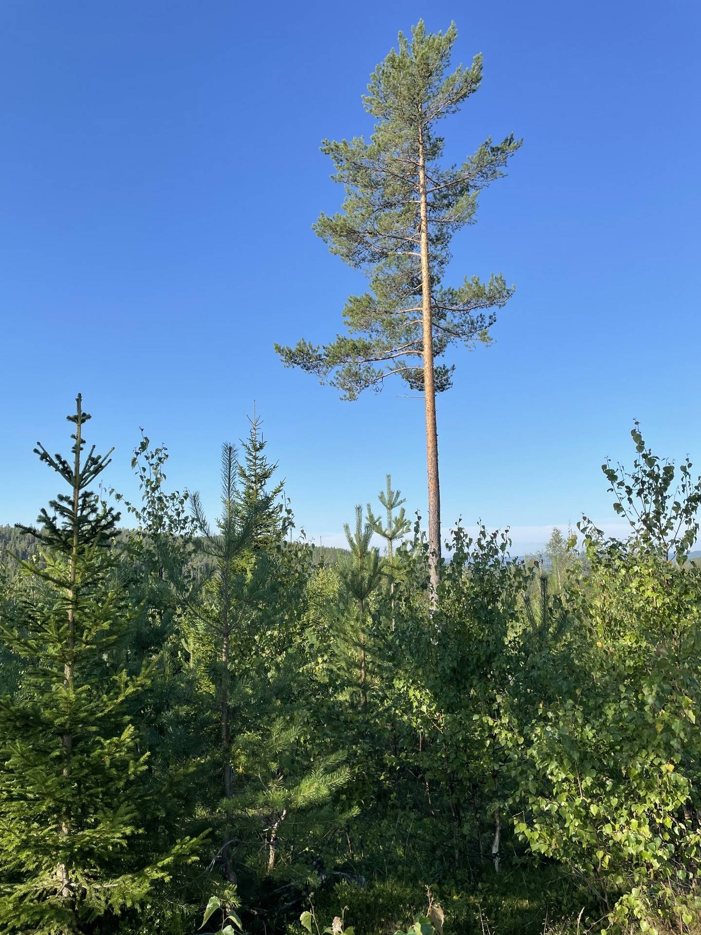 Gård med jordbruk på Bergom 107 Örnsköldsviks kommun - bild 56
