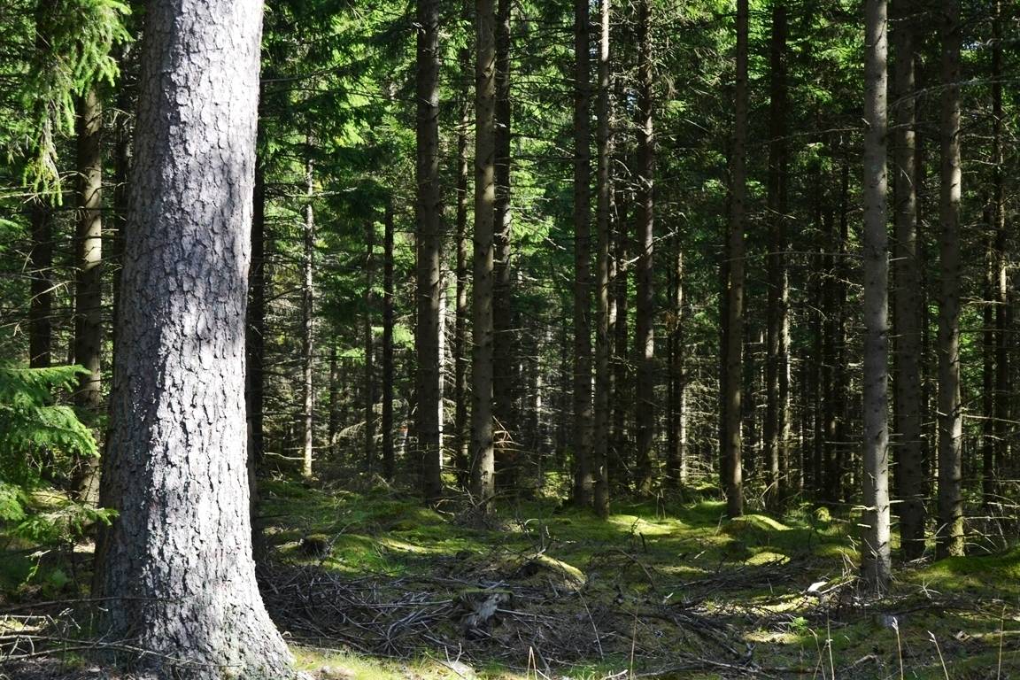 Gård/skog på Nädhult 2:14 Kinnared Hylte kommun - bild 2