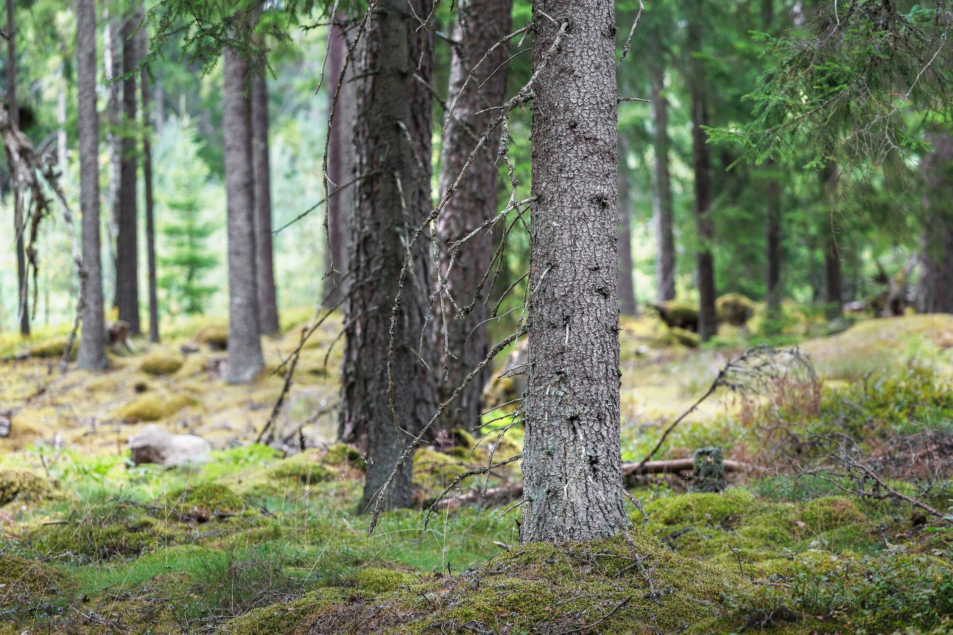 Gård med jordbruk på Käringagärde Gnosjö kommun - bild 44