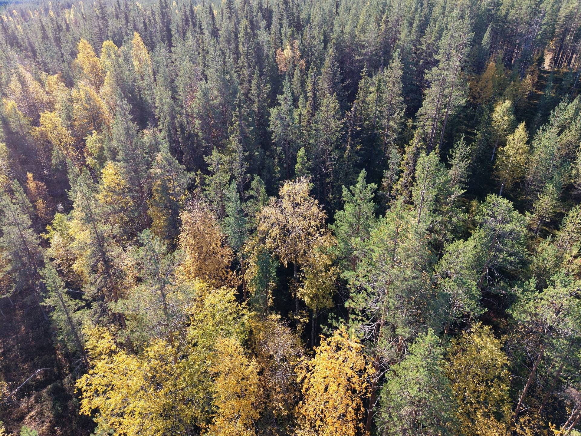 Tomt på ARVIDSJAUR TALLSUND 1:2 Lomträsk Arvidsjaurs kommun - bild 6