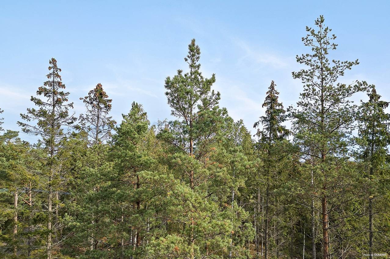 Gård med skogsbruk på Norrtälje Väddö-Backa 2:11 Norrtälje kommun - bild 5