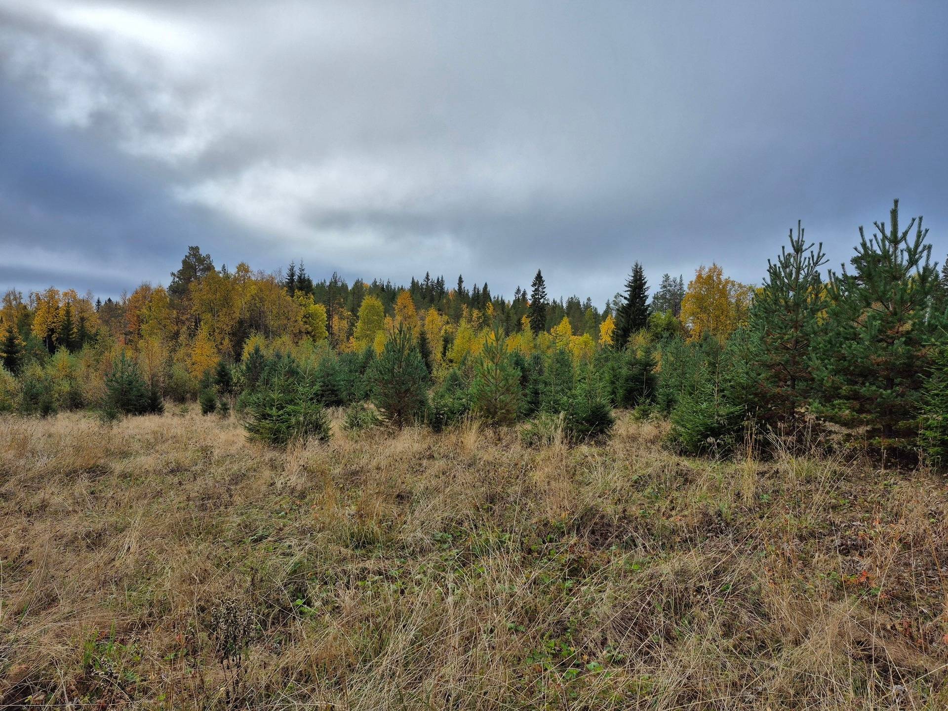Gård/skog på Bördigt vid Norrberg LJUSDAL - NORRBERG Ljusdals kommun - bild 7