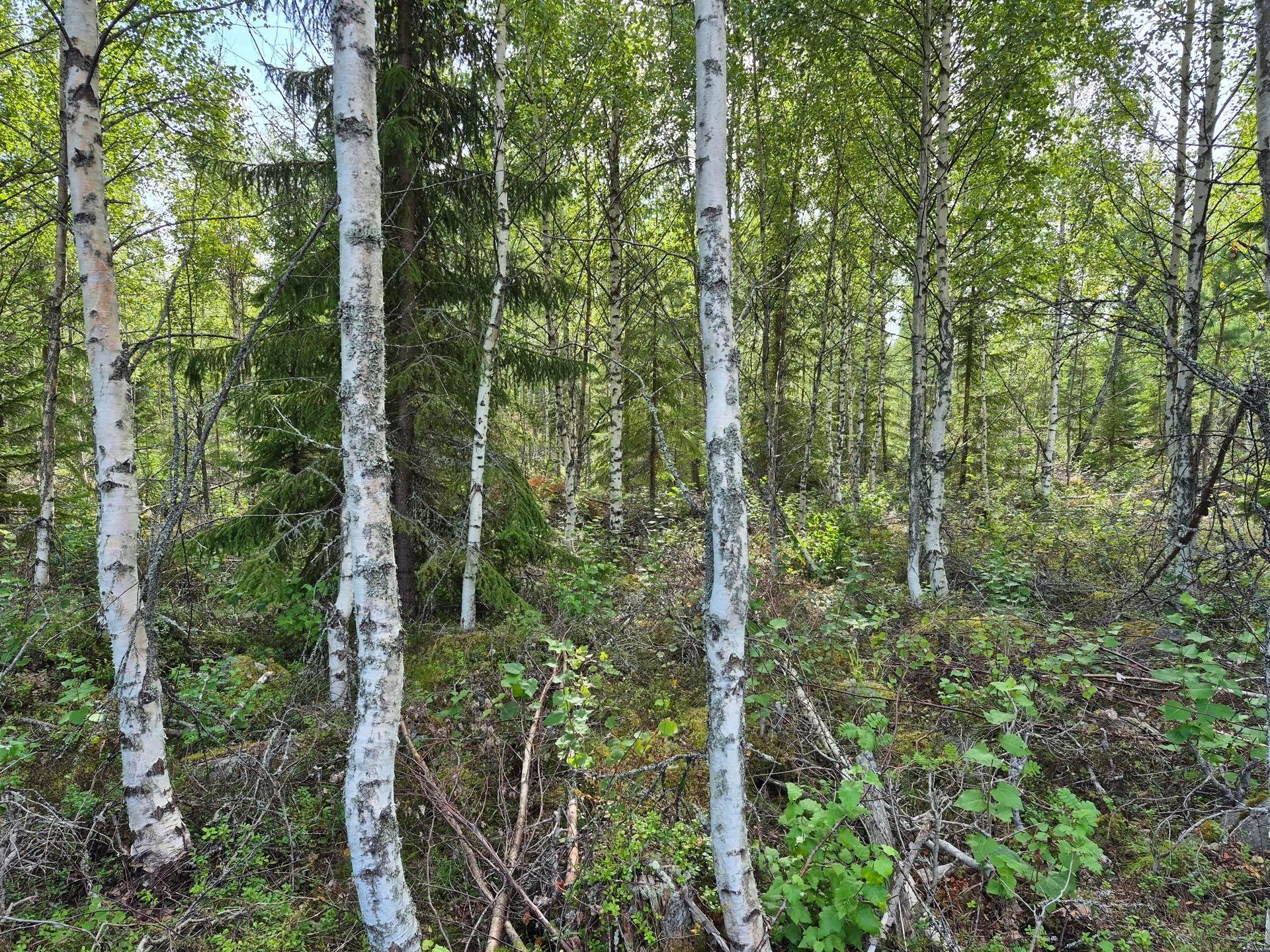 Gård/skog på Skog vid havet HUDIKSVALL - KÖLSUND Hudiksvalls kommun - bild 8