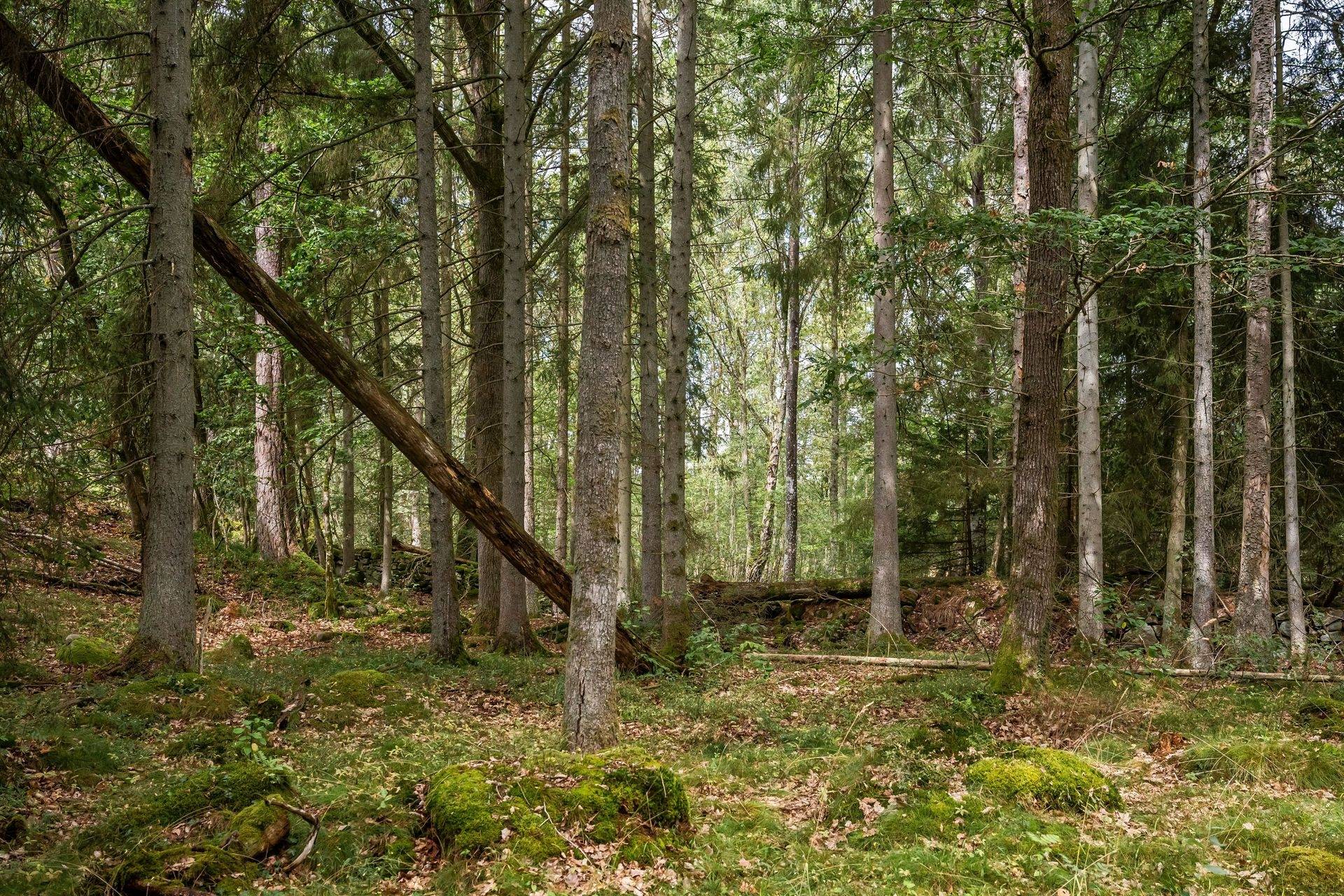 217 m² Gård med jordbruk på Gustavstorpsvägen 30-30 Buskelund Karlshamns kommun - bild 15