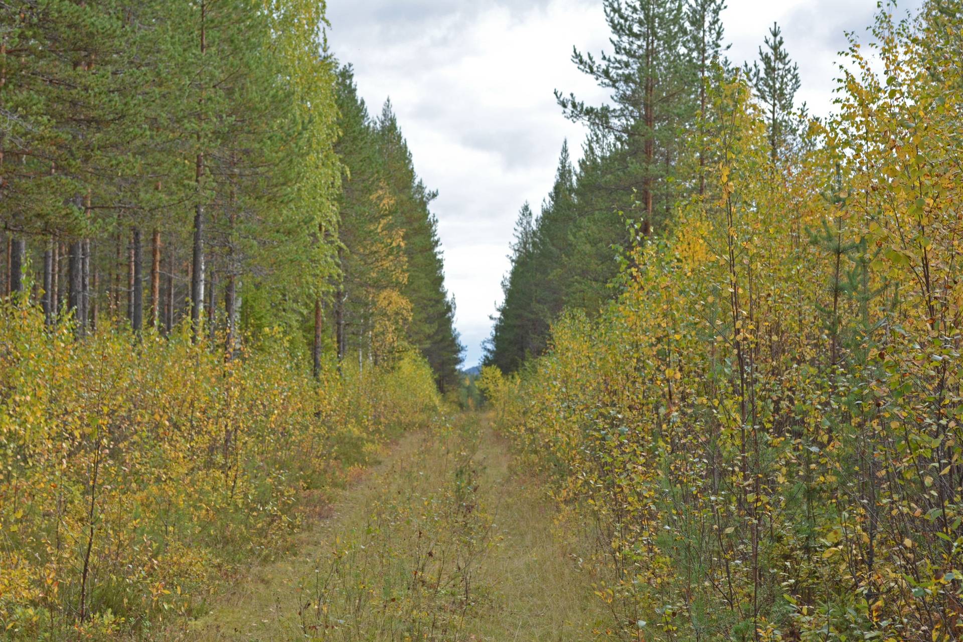 Gård/skog på Hirvijärvi Övertorneå kommun - bild 7