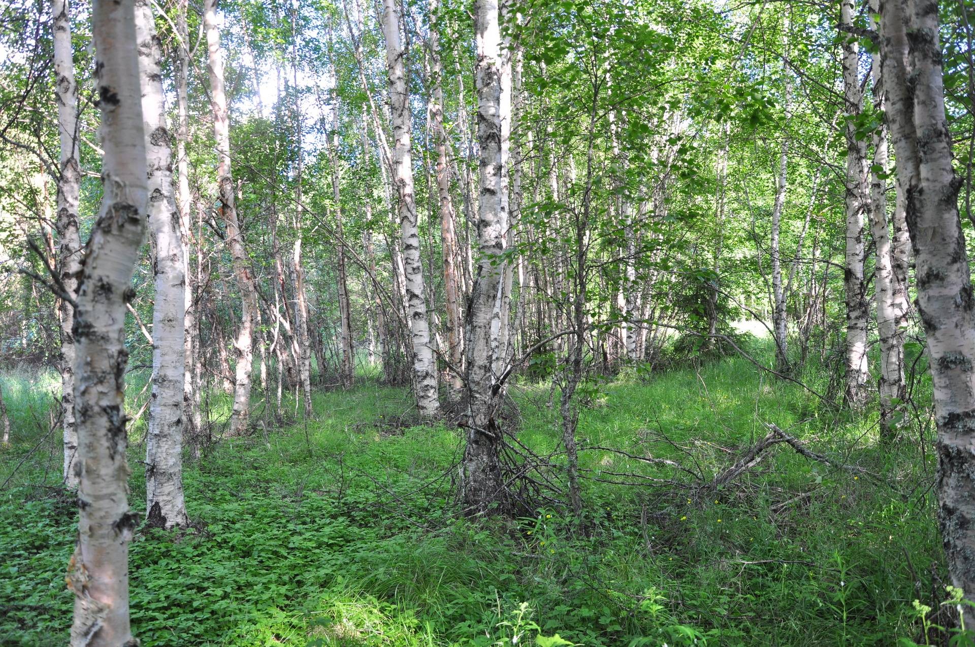 gård/skog på Gammelgården / Näsbyn Kalix, Kalix kommun - bild 5