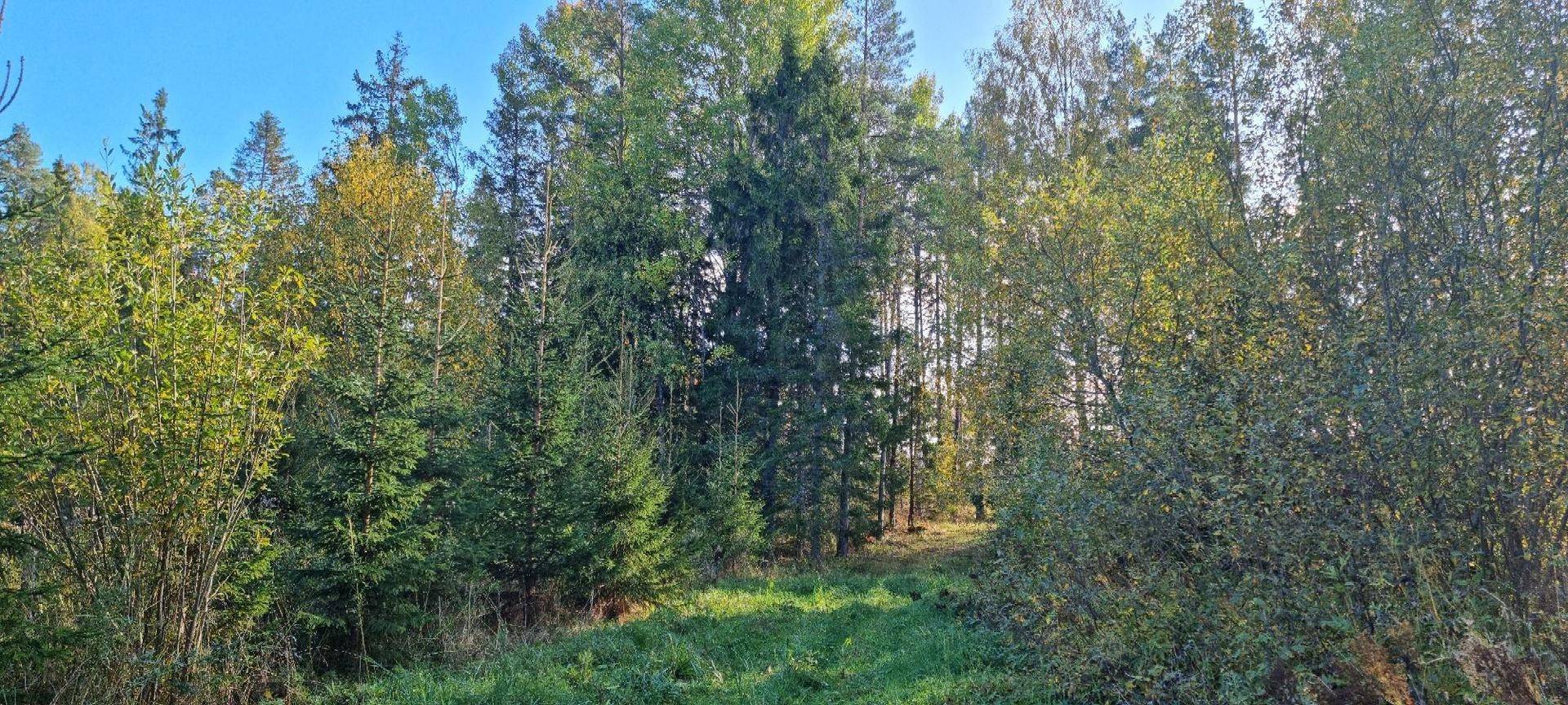 Gård/skog på Vamsta, intill naturreservatet Östhammars kommun - bild 11
