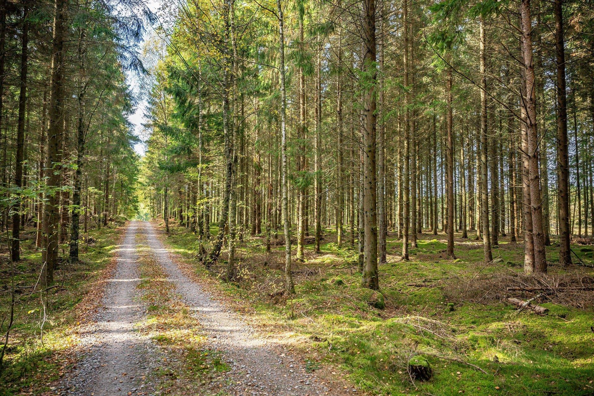 Gård/skog på Jägersborgsvägen Hässleholms kommun - bild 12