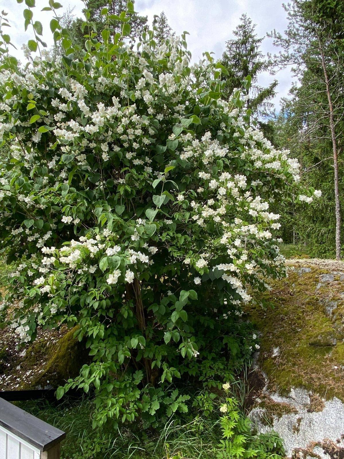 3 rum Vinterbonat fritidshus på Tallholmsvägen 13 Björkö Norrtälje kommun - bild 27
