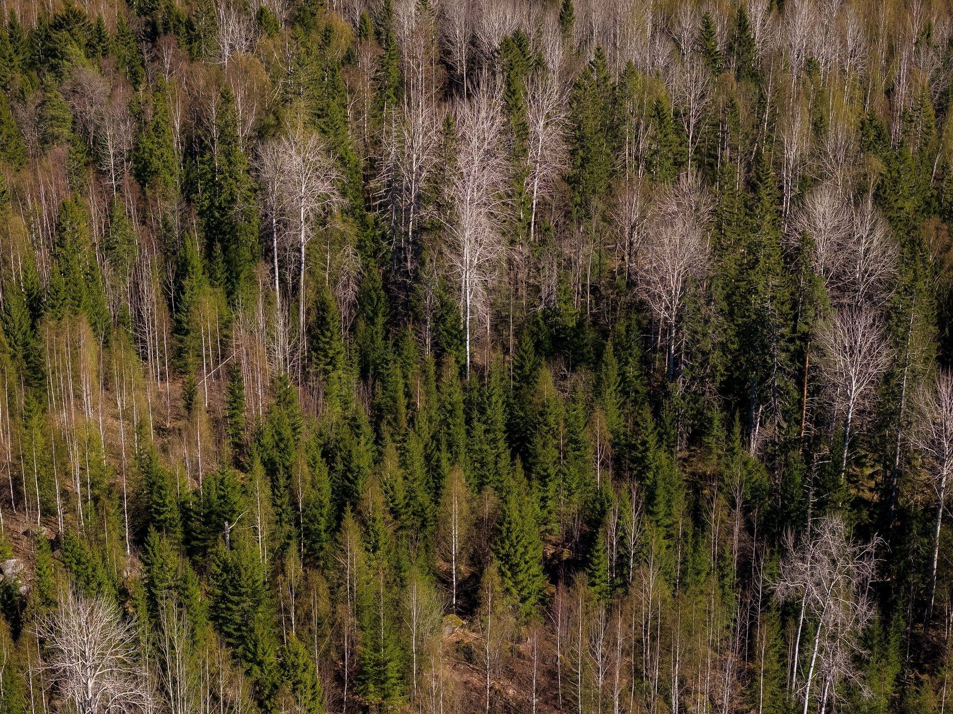 Gård/skog på SÖDERHAMN NORRBO 2:16 Söderhamns kommun - bild 6