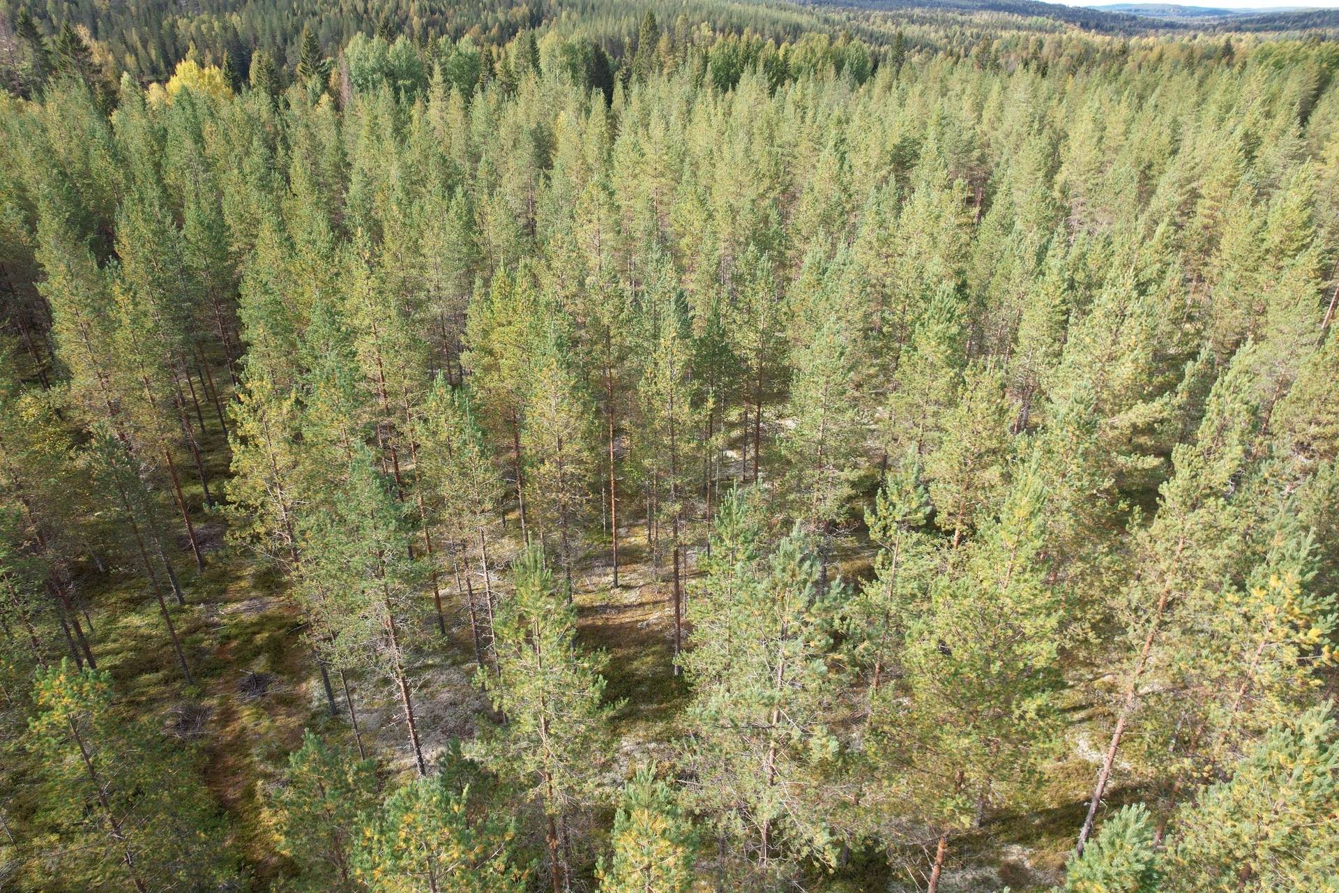 6 rum Gård med jordbruk på Mullsjö 85 Nordmalings kommun - bild 44