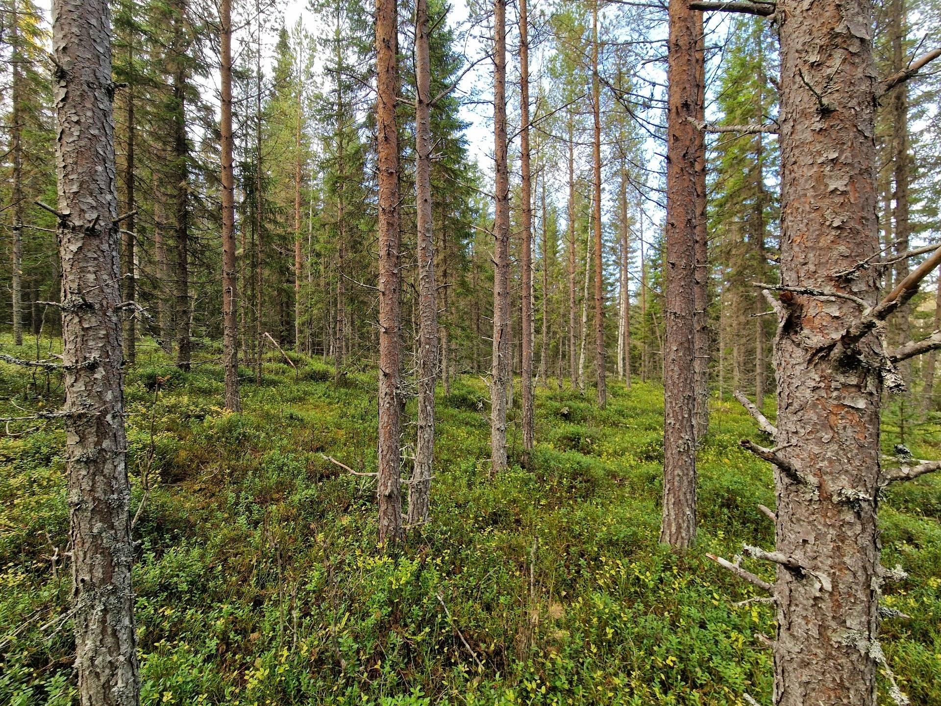 Gård med skogsbruk på KROKOM FÖLLINGE-NYLAND 1:37 Föllingebygden Krokoms kommun - bild 18