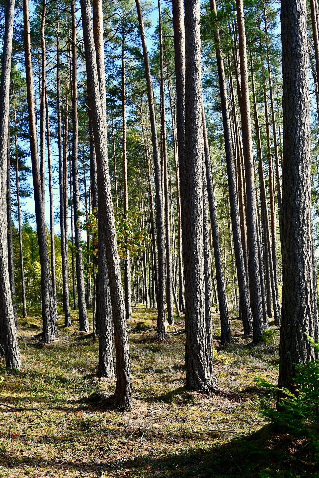 Gård med skogsbruk Binneberg Skövde kommun - bild 25
