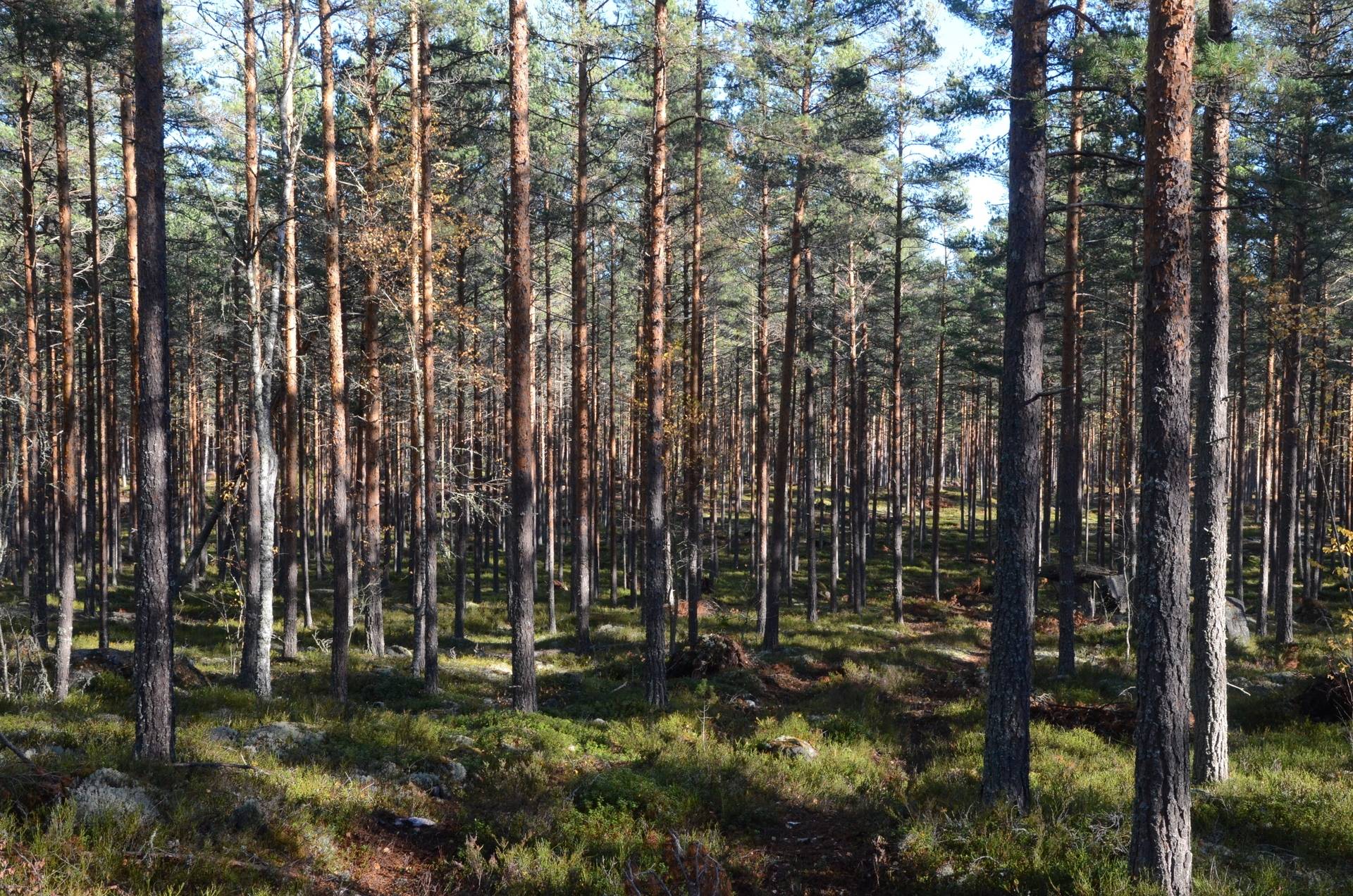 Gård med skogsbruk på Utanmyra Falu kommun - bild 31