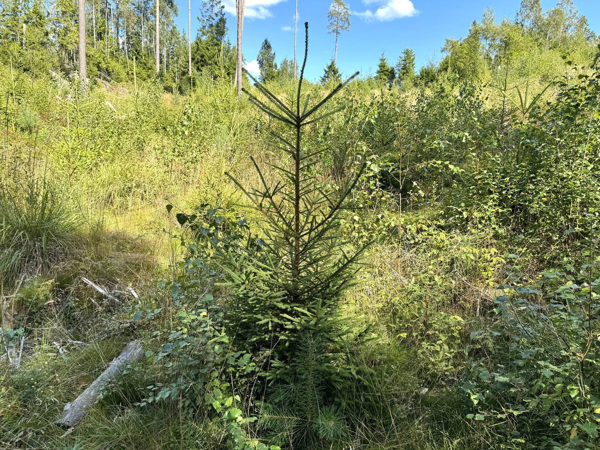 Gård med skogsbruk på Gäddhult 1:33 Hällingsjö Marks kommun - bild 17