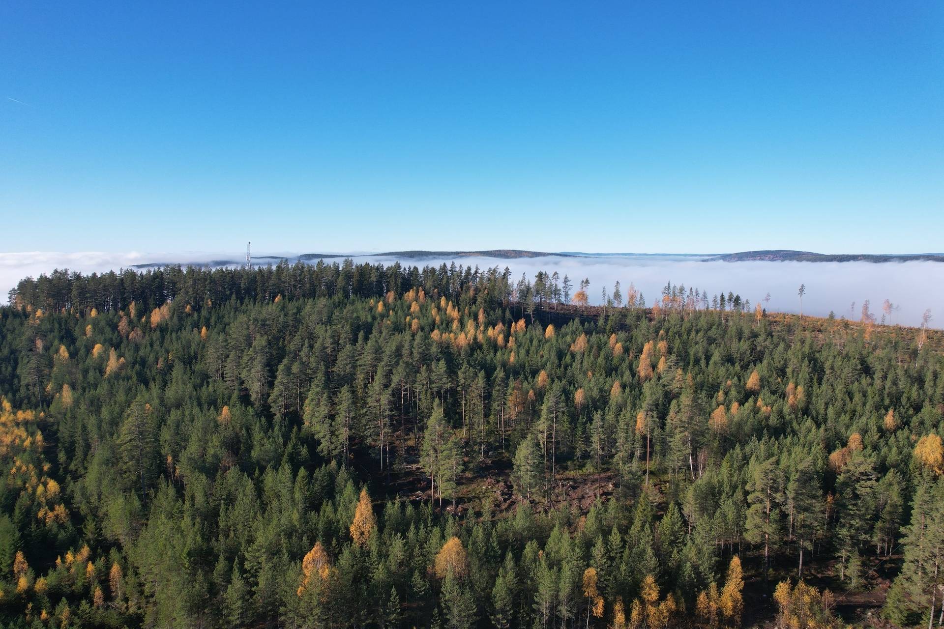 Gård med skogsbruk på Utanmyra Falu kommun - bild 41