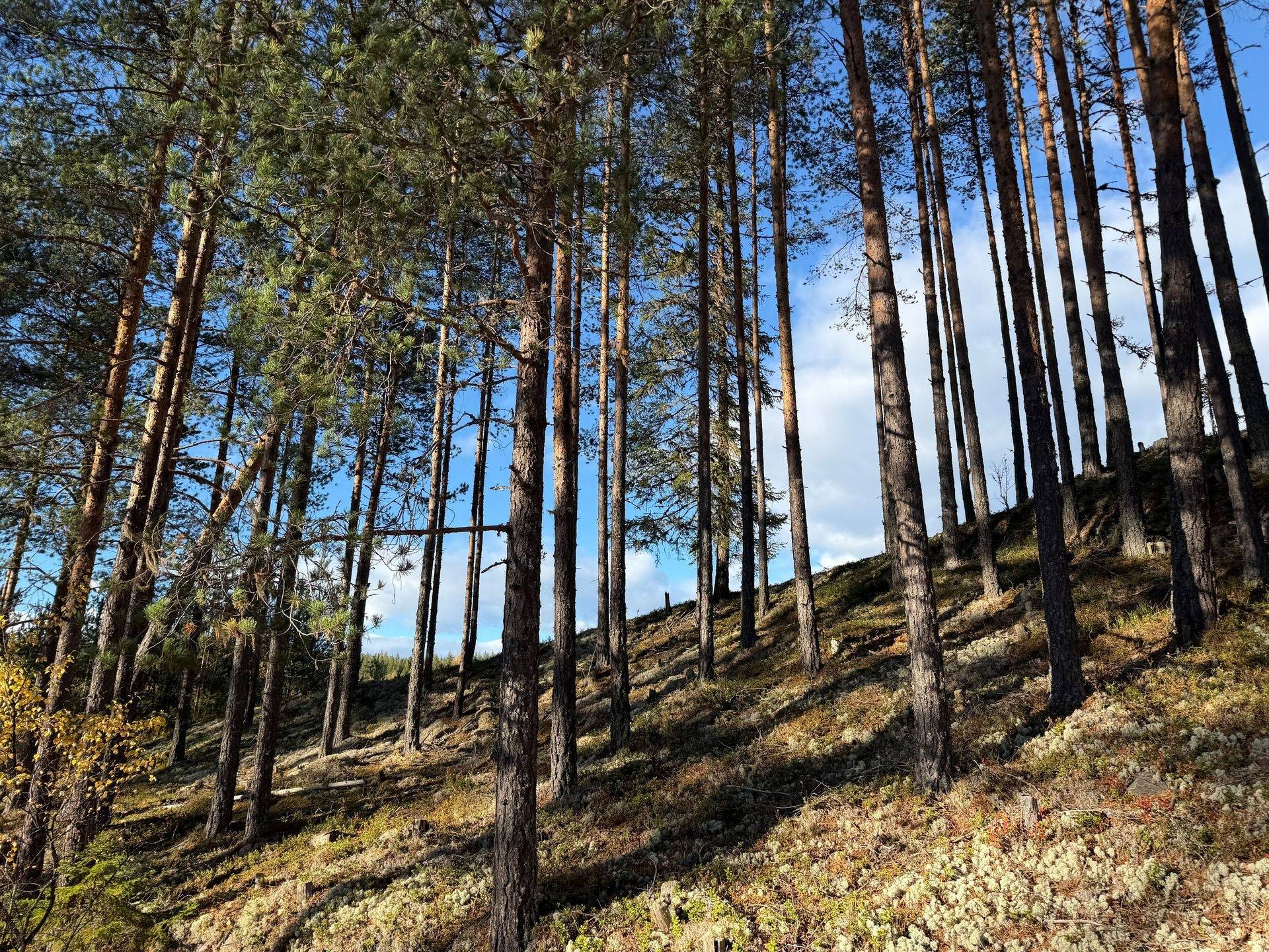 Gård/skog på Loka 31:15 Älvdalens kommun - bild 21
