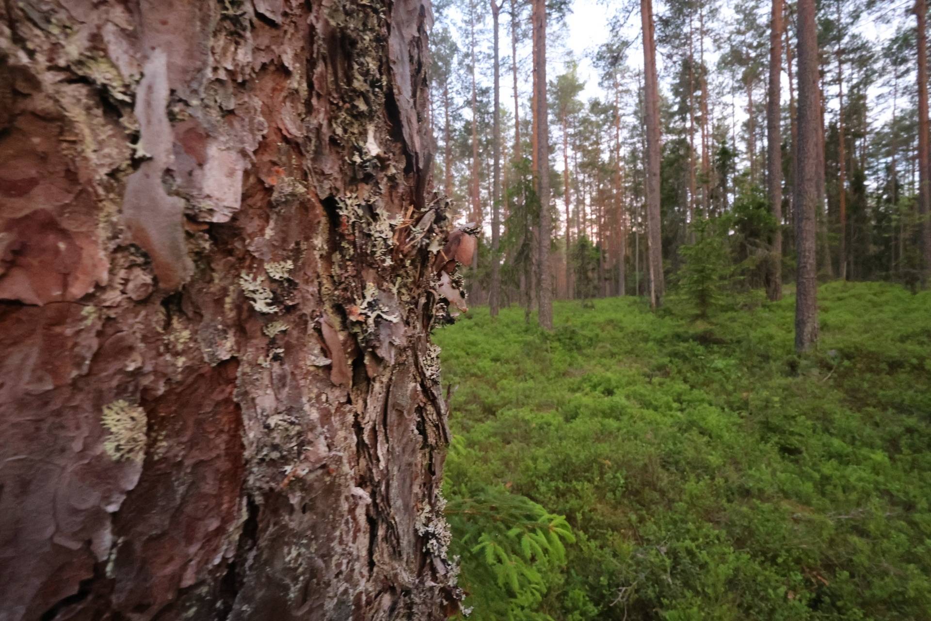 Gård/skog på Lindesberg Gåsnäsboda 1:5 Lindesbergs kommun - bild 10