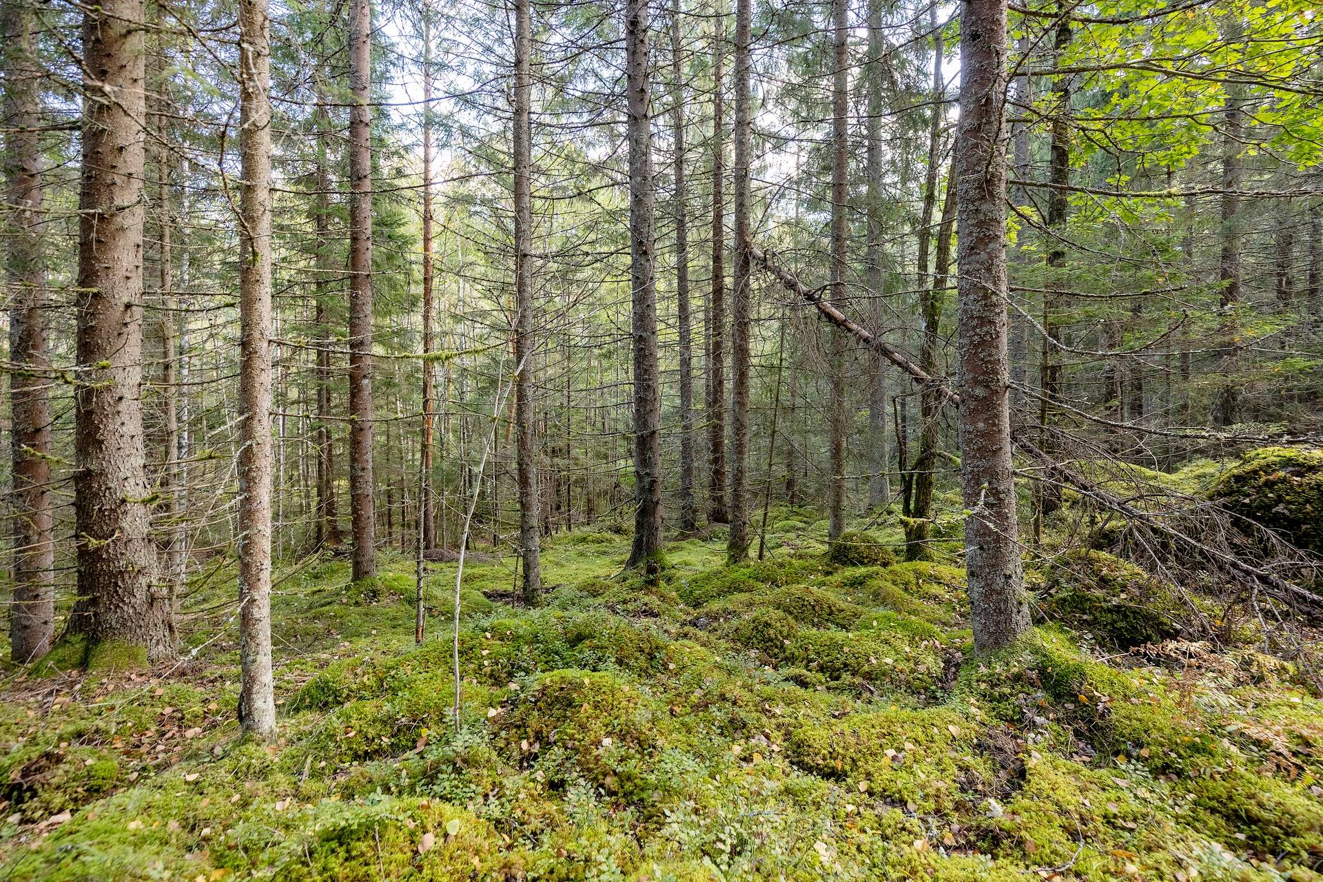 190 m² Gård med jordbruk på Djupviksängen Askersunds kommun - bild 30