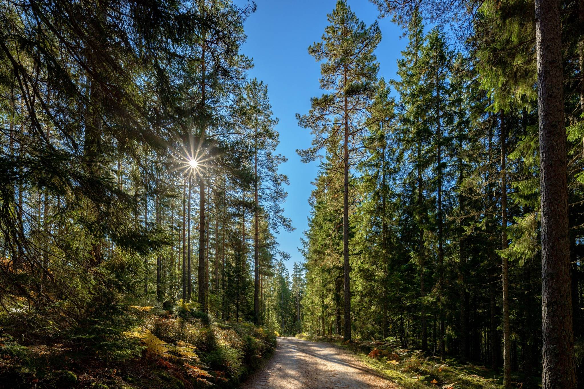 Gård/skog på Åshuvud Björsbo 1 Gnosjö Gnosjö kommun - bild 3