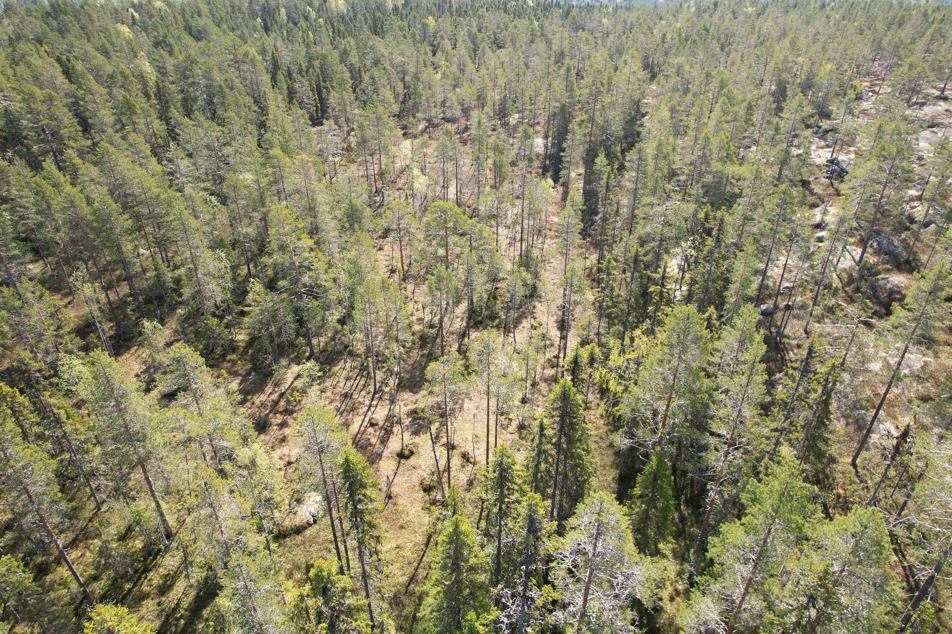 Gård med skogsbruk Örnsköldsvik Örnsköldsviks kommun - bild 4