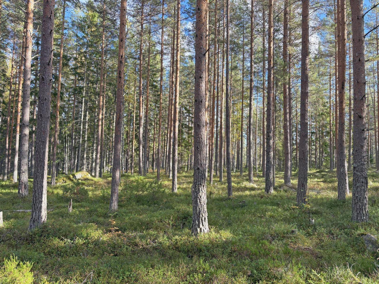 Holmsveden, Söderhamns kommun