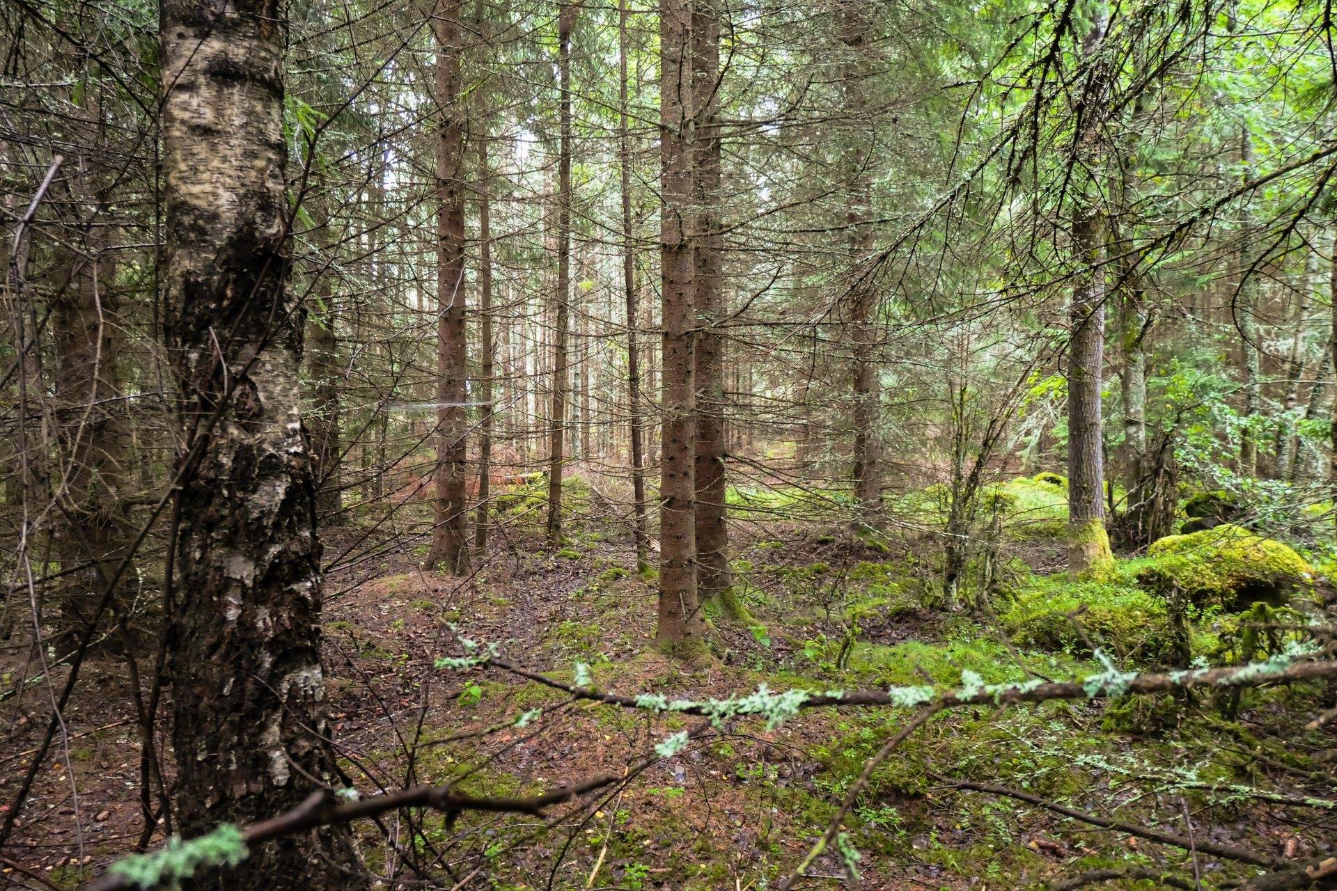 Gård/skog på Galneryd 1 Hjo kommun - bild 8