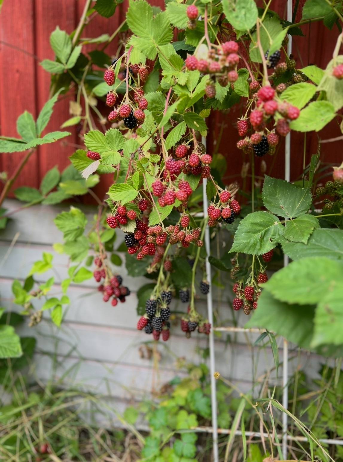 4 rum Fritidshus på Lärjeheds Fritidsområde stuga nr 94 Linnarhult Göteborgs kommun - bild 17