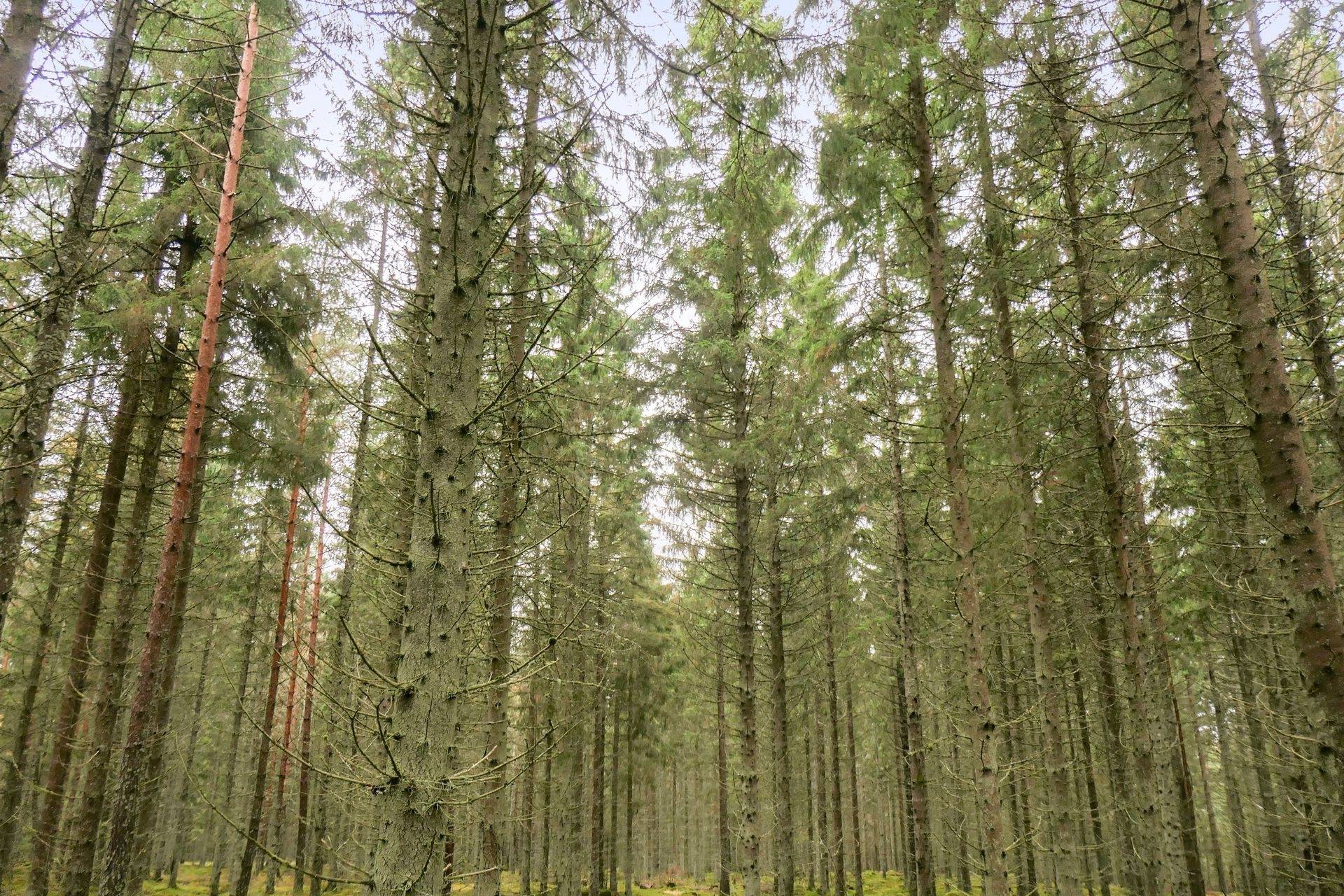 gård/skog på 56 ha skogsmark med bra bonitet utanför Floby Floby, Falköpings kommun - bild 2