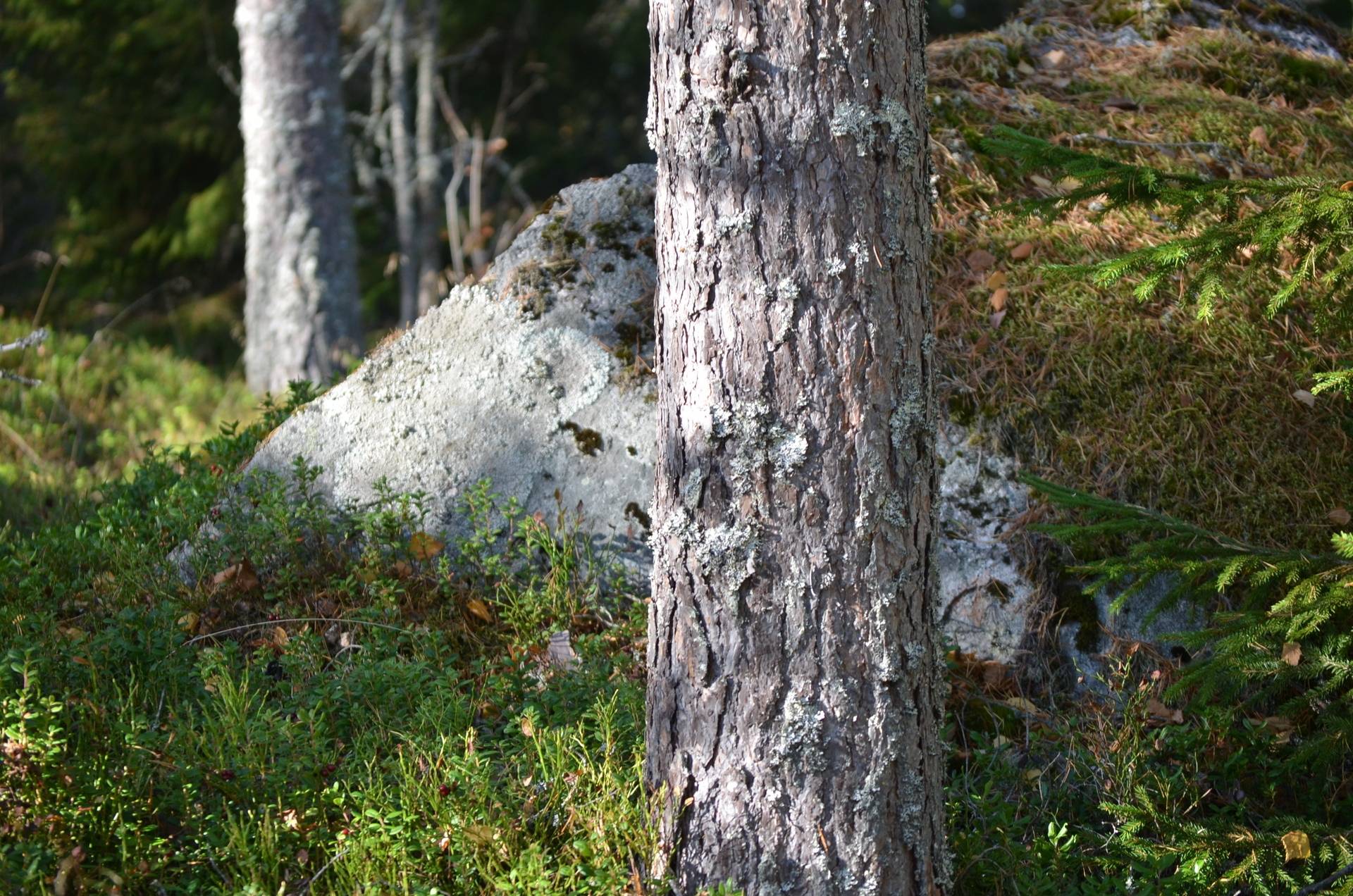 Gård med skogsbruk på Österfors Gagnefs kommun - bild 6