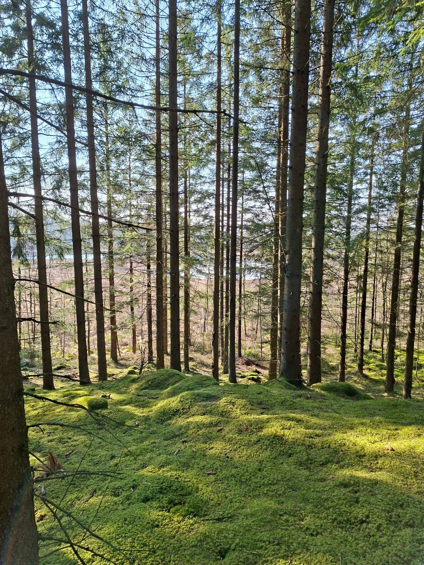 Gård/skog på Gashult Norrgård 3 Ljungby kommun - bild 31