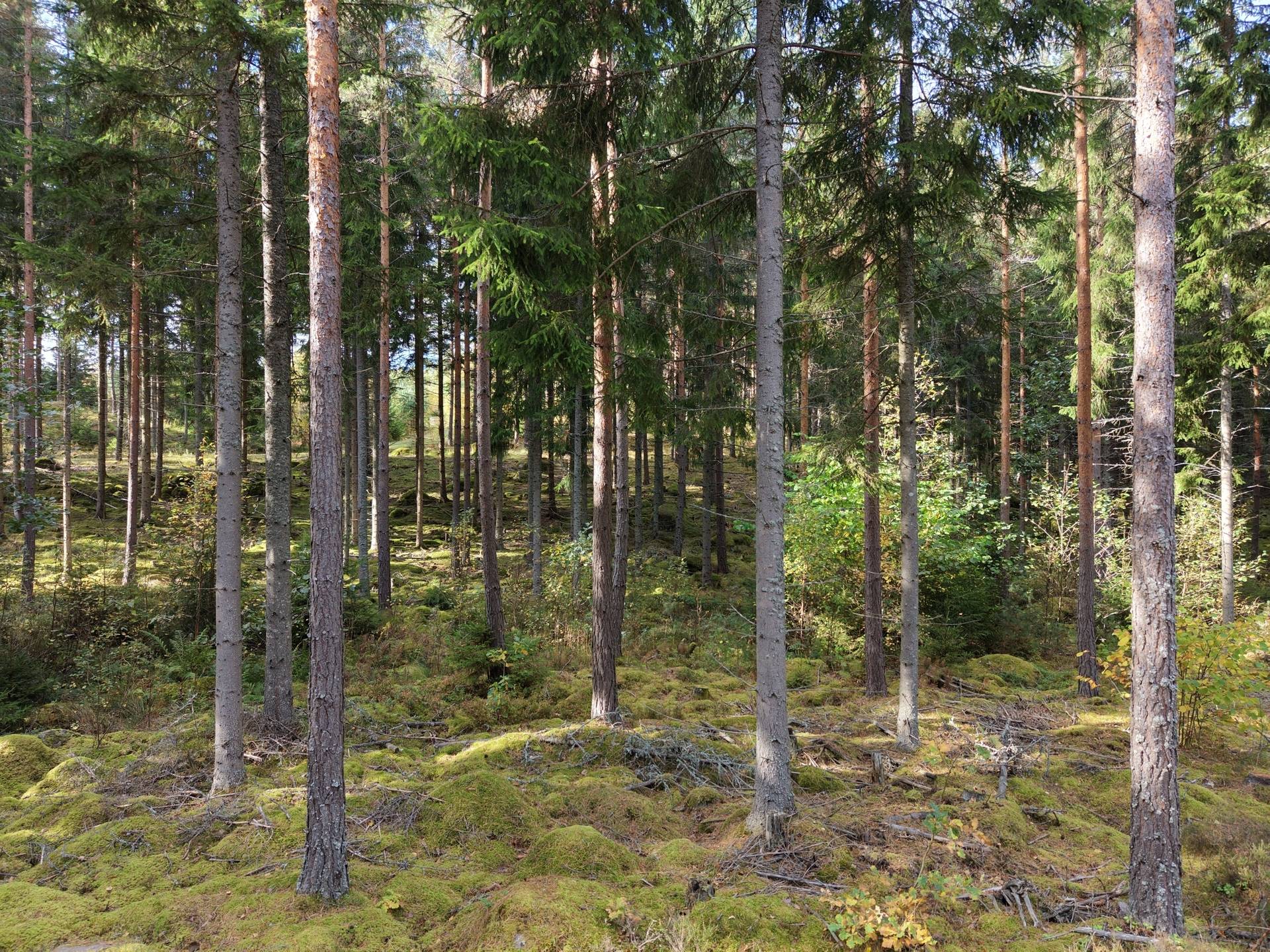 Gård med jordbruk på Vallingedal Nedergård Vallingedal Kinda kommun - bild 34