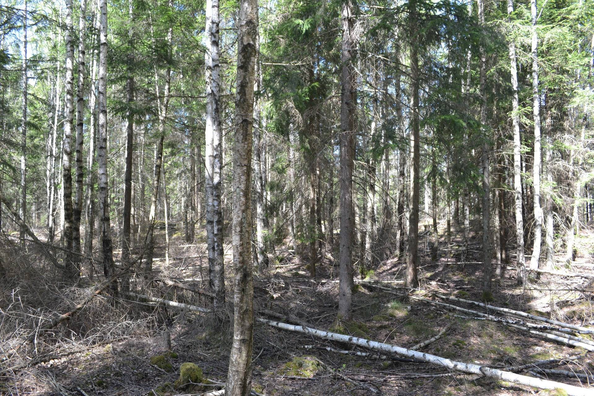 Gård/skog på Parismåla Parismåla Emmaboda kommun - bild 8