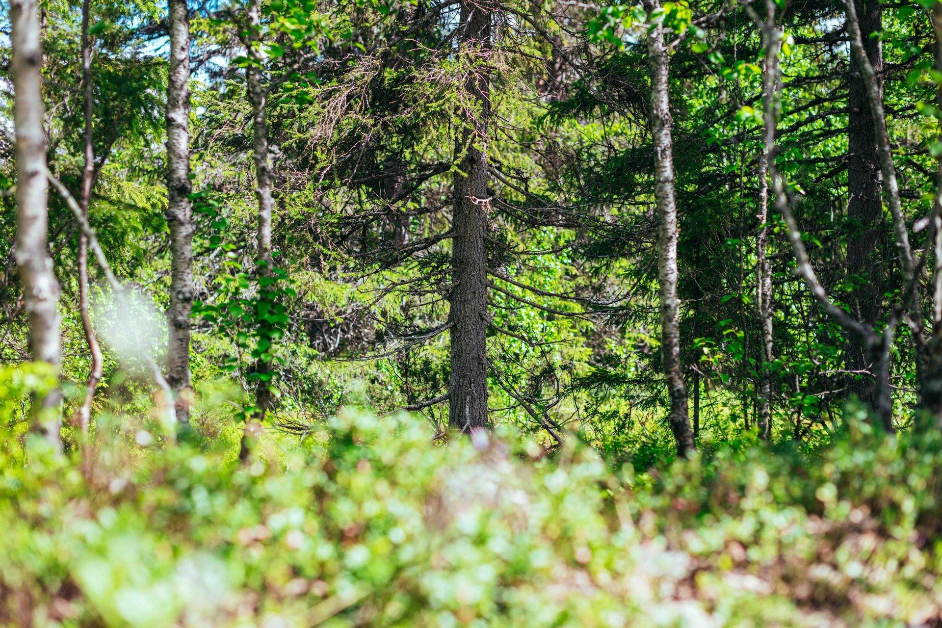 Gård/skog på Rännön Krokoms kommun - bild 11