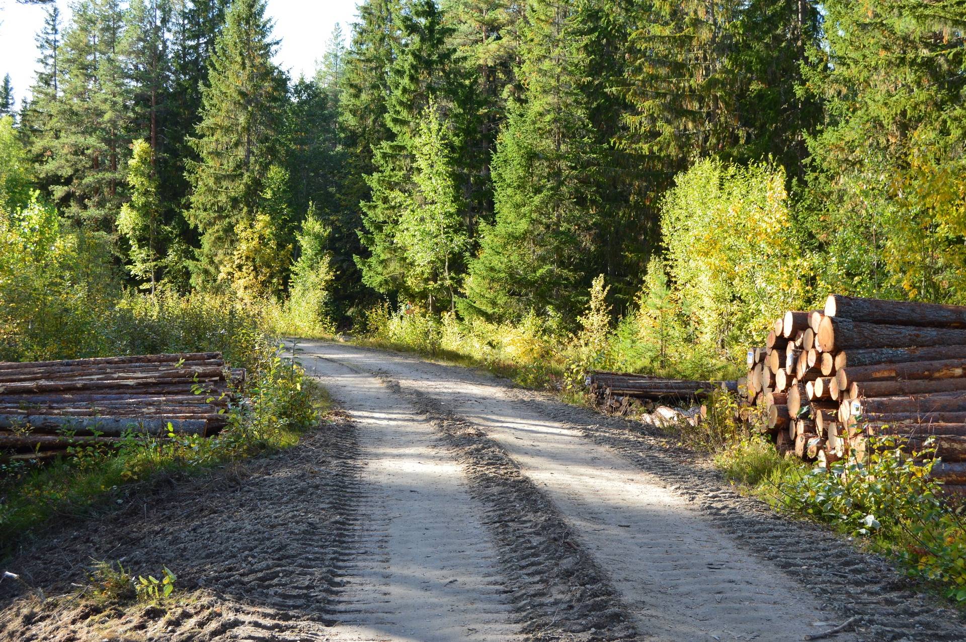 Gård med jordbruk på Sömskars skogen Sandvikens kommun - bild 4