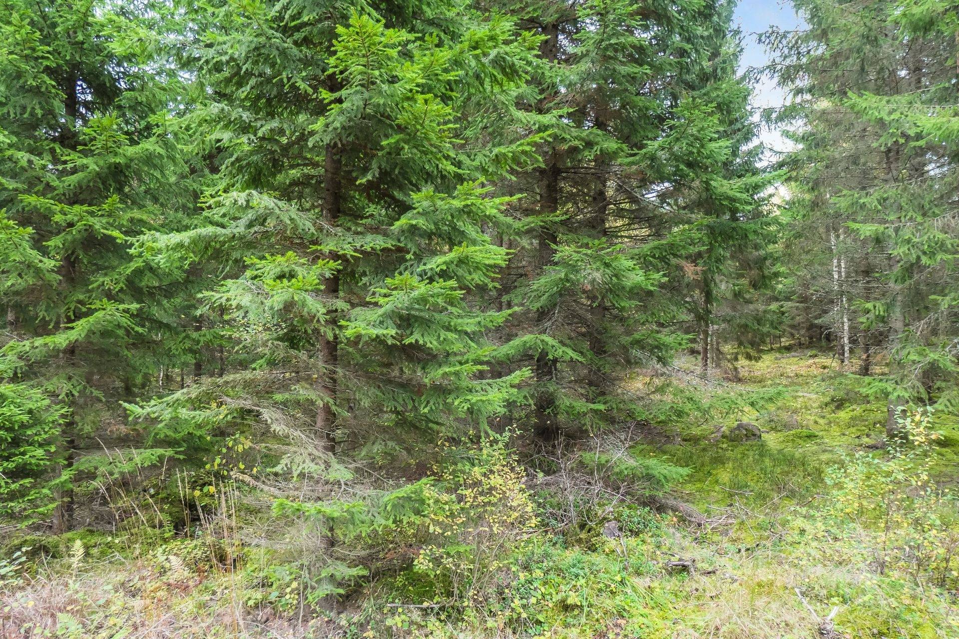 gård/skog på 21,8 ha skogsmark väster om Falköping Falköping, Falköpings kommun - bild 1