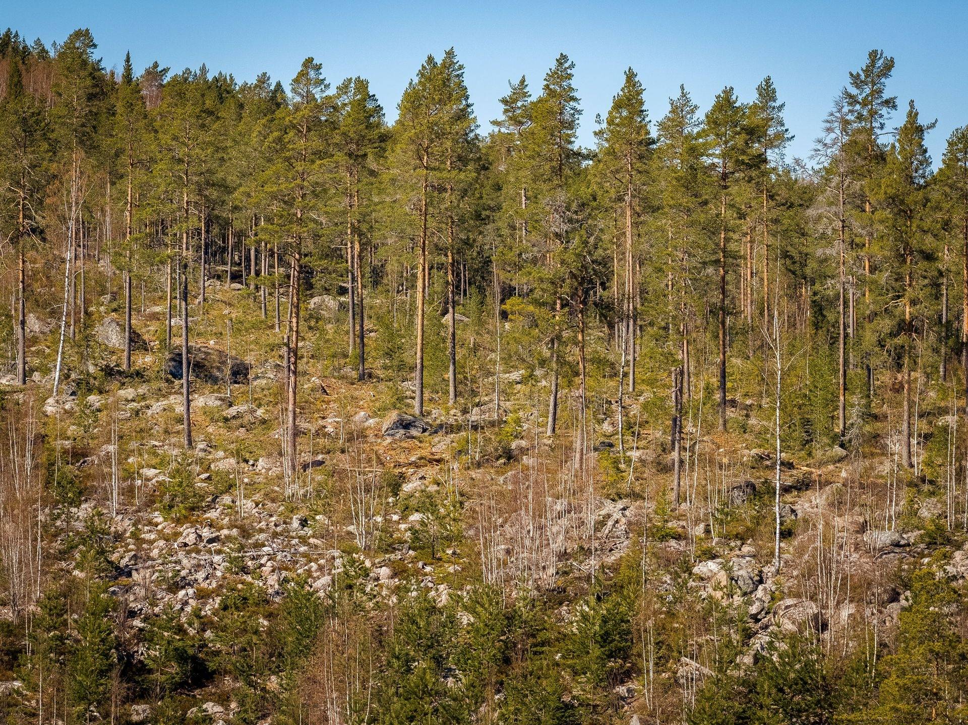 Gård med skogsbruk på SÖDERHAMN NÄSET 4:1 Söderhamns kommun - bild 23