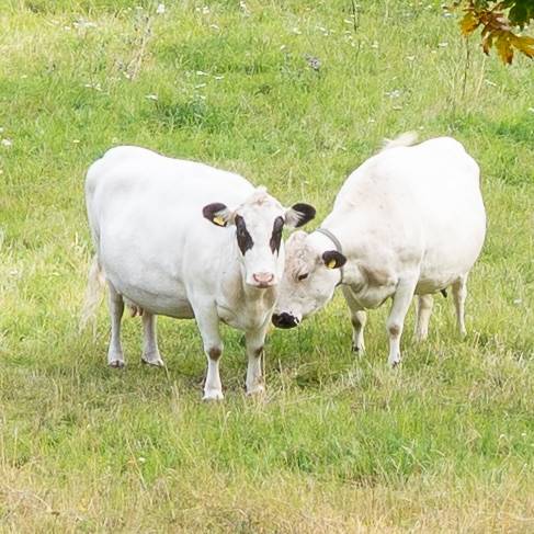 2 rum Lägenhet på Diligensvägen 3, 2 tr Jarlaberg Nacka Nacka kommun - bild 33