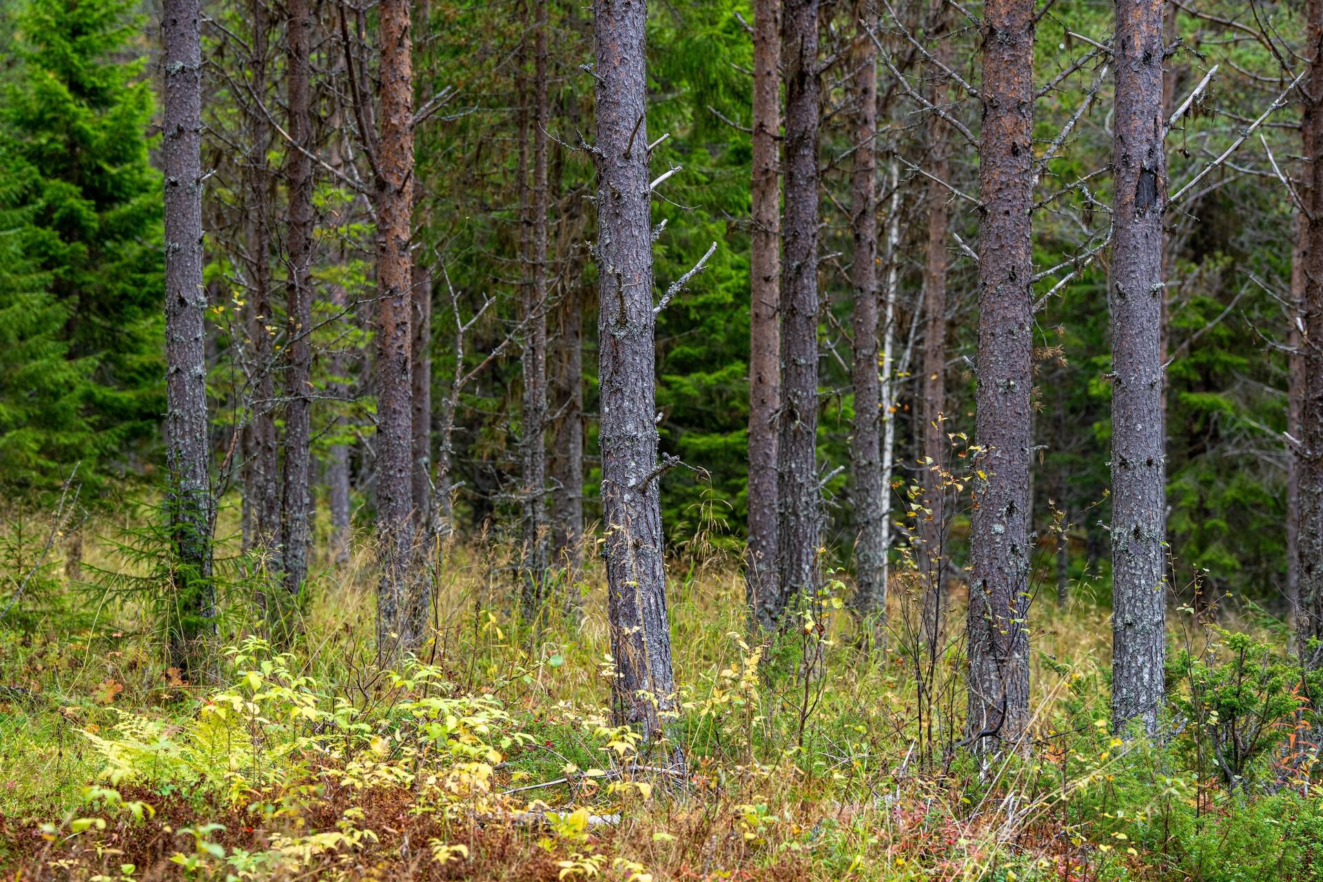 gård/skog på Åberg Alsen, Krokoms kommun - bild 3