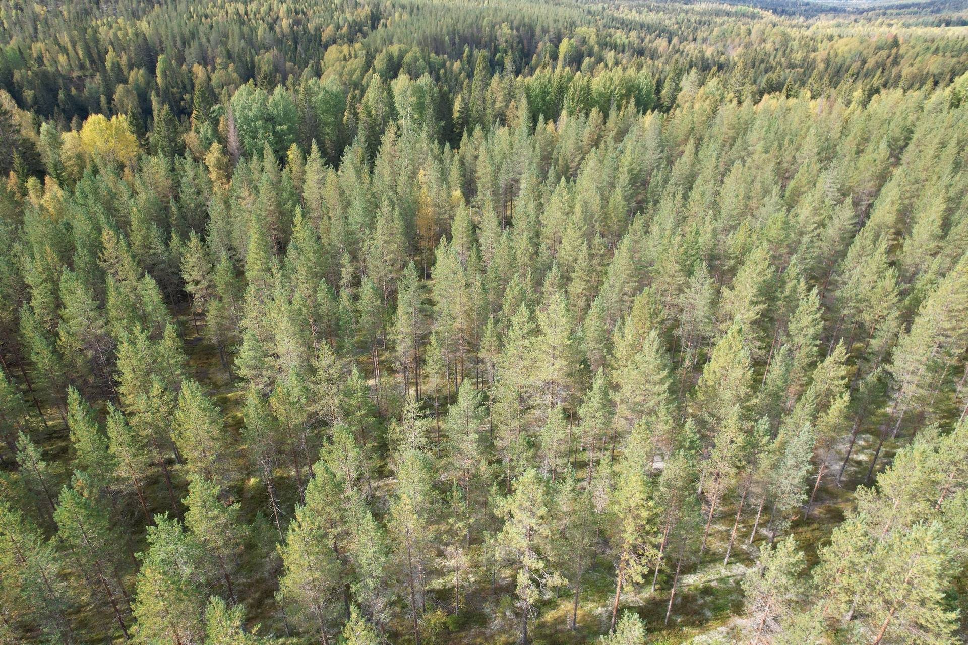 6 rum Gård med jordbruk på Mullsjö 85 Nordmalings kommun - bild 47