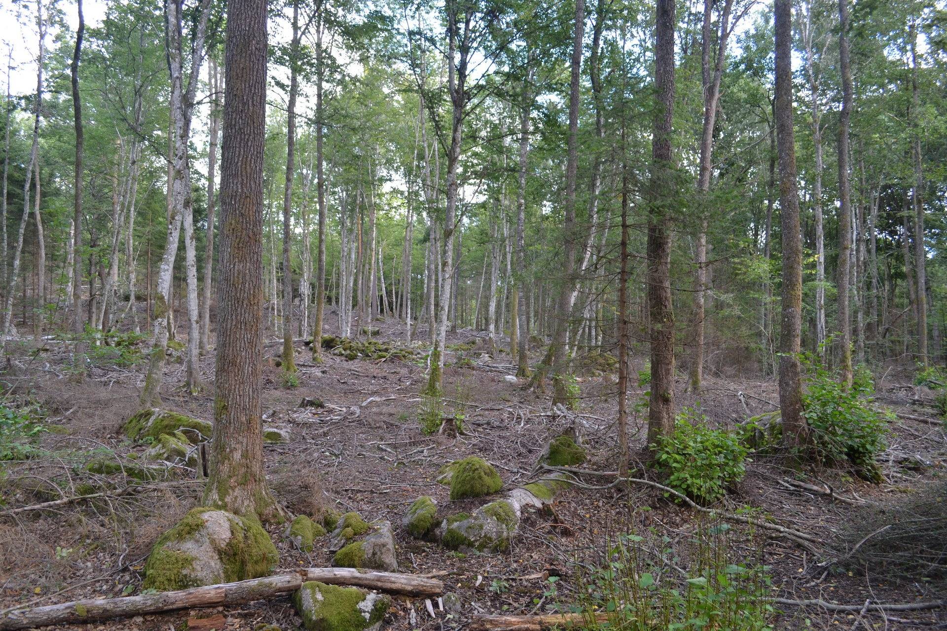 Gård med skogsbruk på Halasjövägen 736-0 Persgärde Karlshamns kommun - bild 27