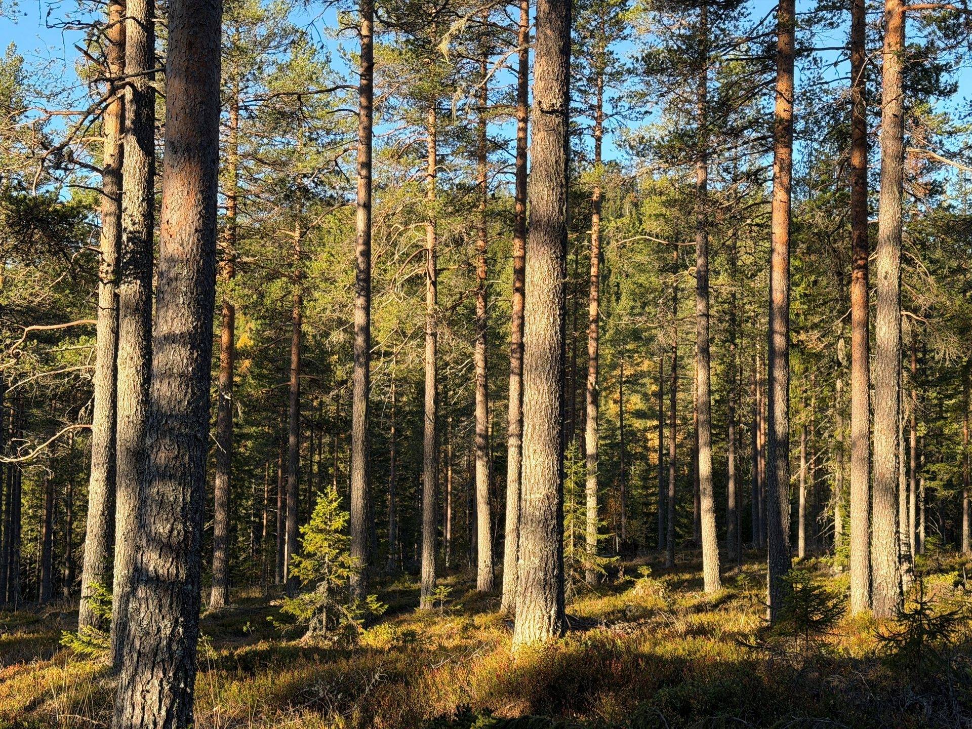 Gård/skog på Hansjö 8:5 Orsa kommun - bild 3