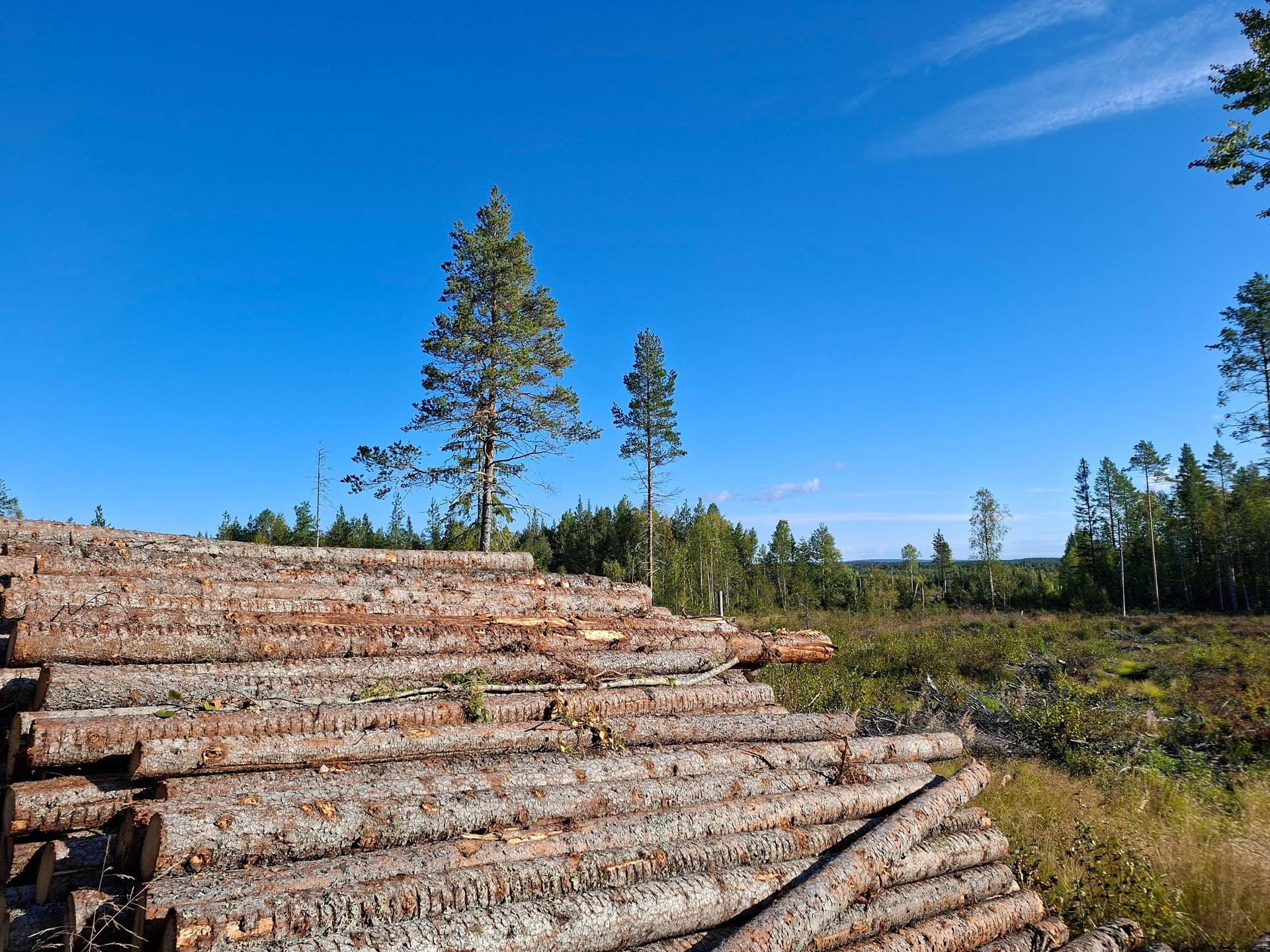 Gård/skog på PITEÅ ROSVIK 80:1 Rosvik Piteå kommun - bild 10