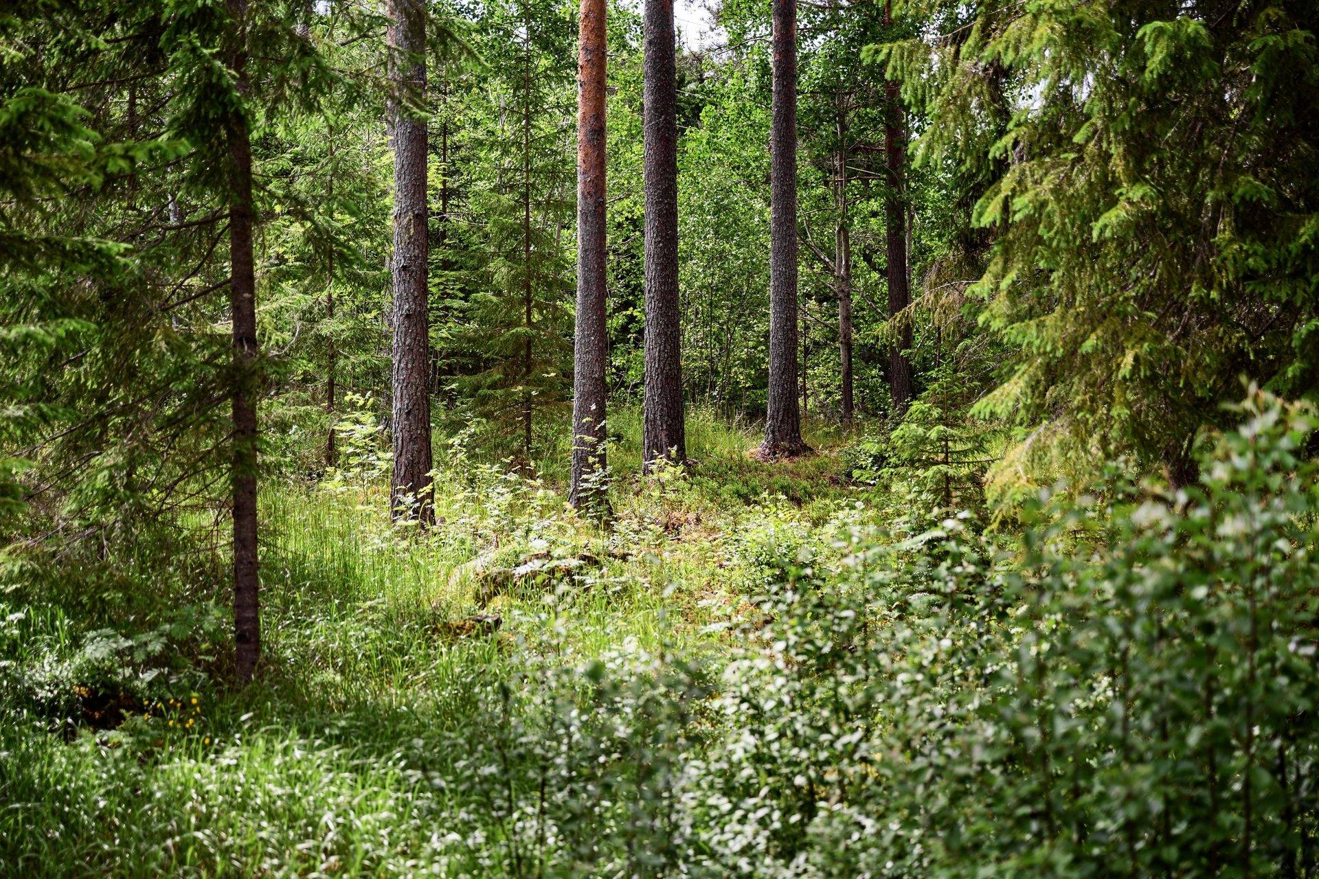 4 rum Villa på Lillänget 3 Sågmyra Leksands kommun - bild 33