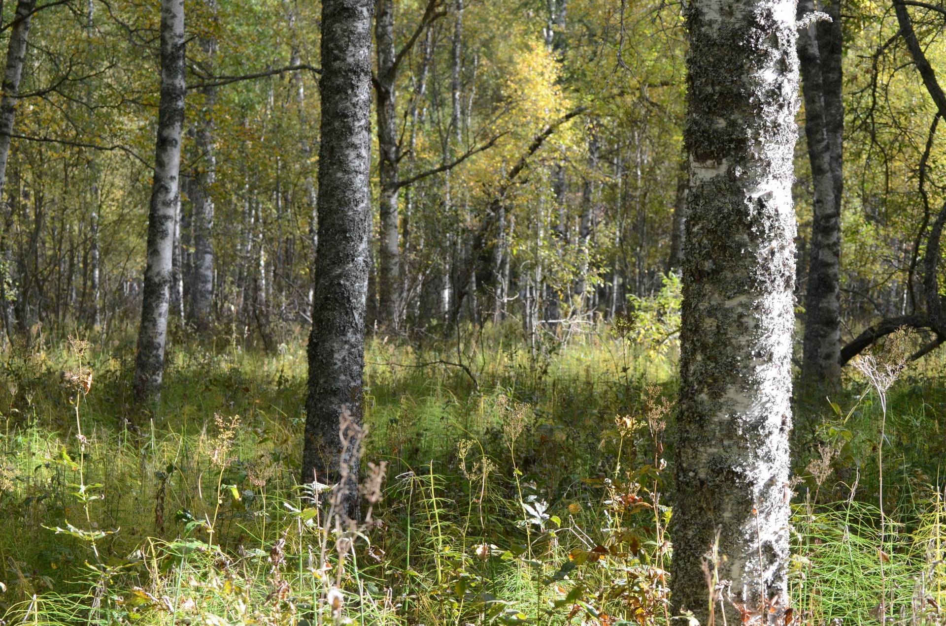 Gård med skogsbruk på Norbohyttan Säters kommun - bild 2