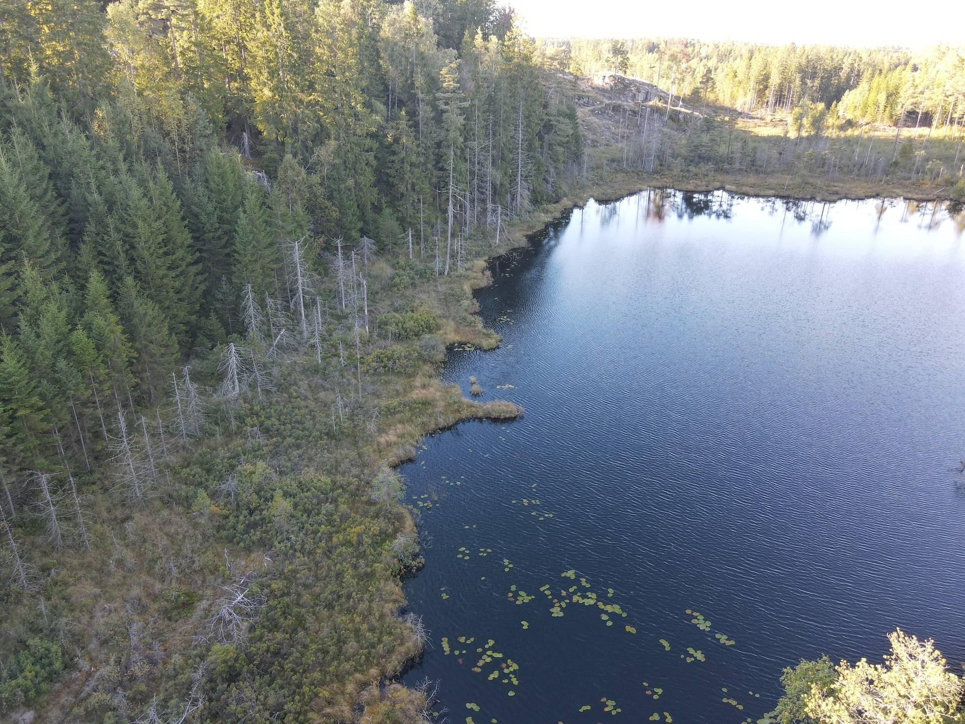 Gård/skog på Skogsfastighet i Hogstorp Hogstorp Uddevalla kommun - bild 6