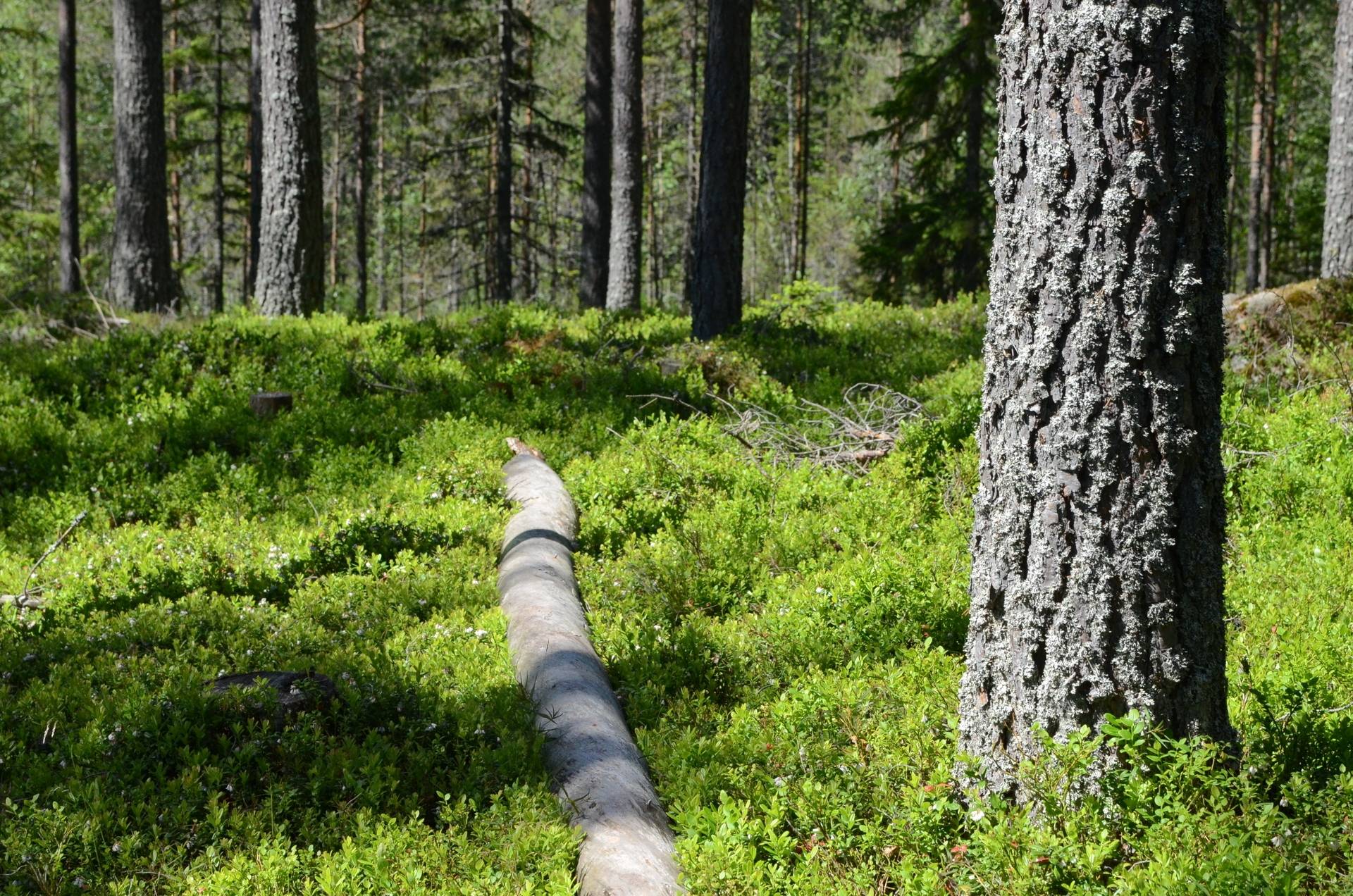 Gård med skogsbruk på Fjäkelmyra Borlänge kommun - bild 4